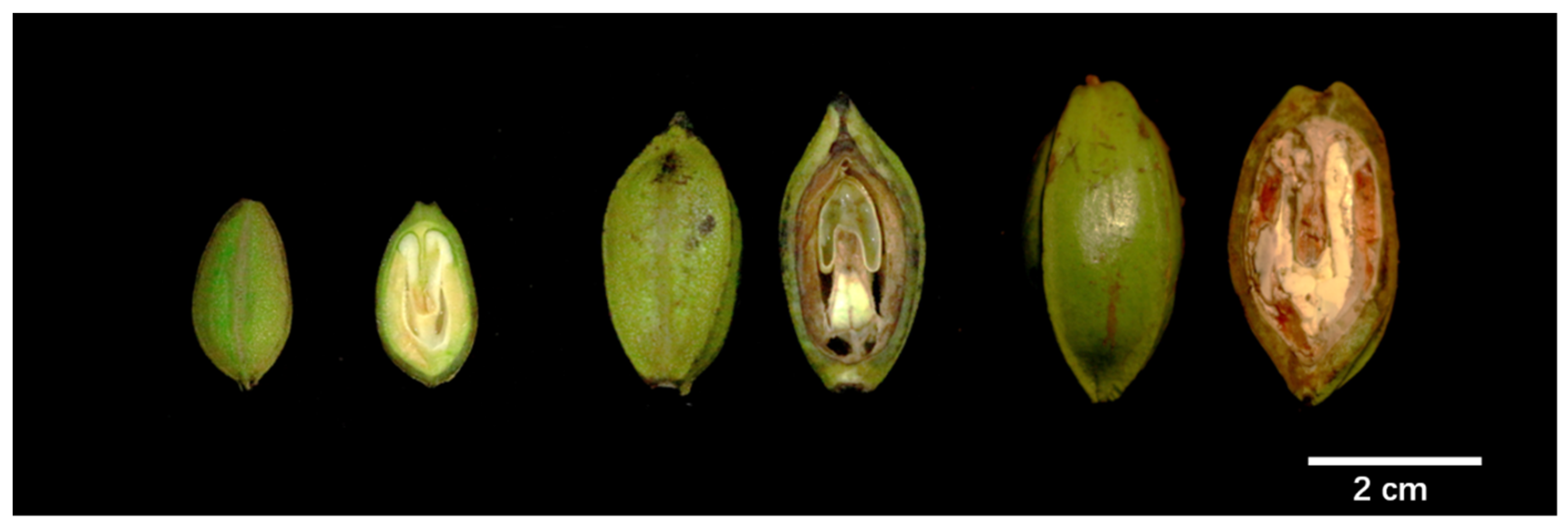 Forests 15 00535 g001 Forests 15 00535 g001