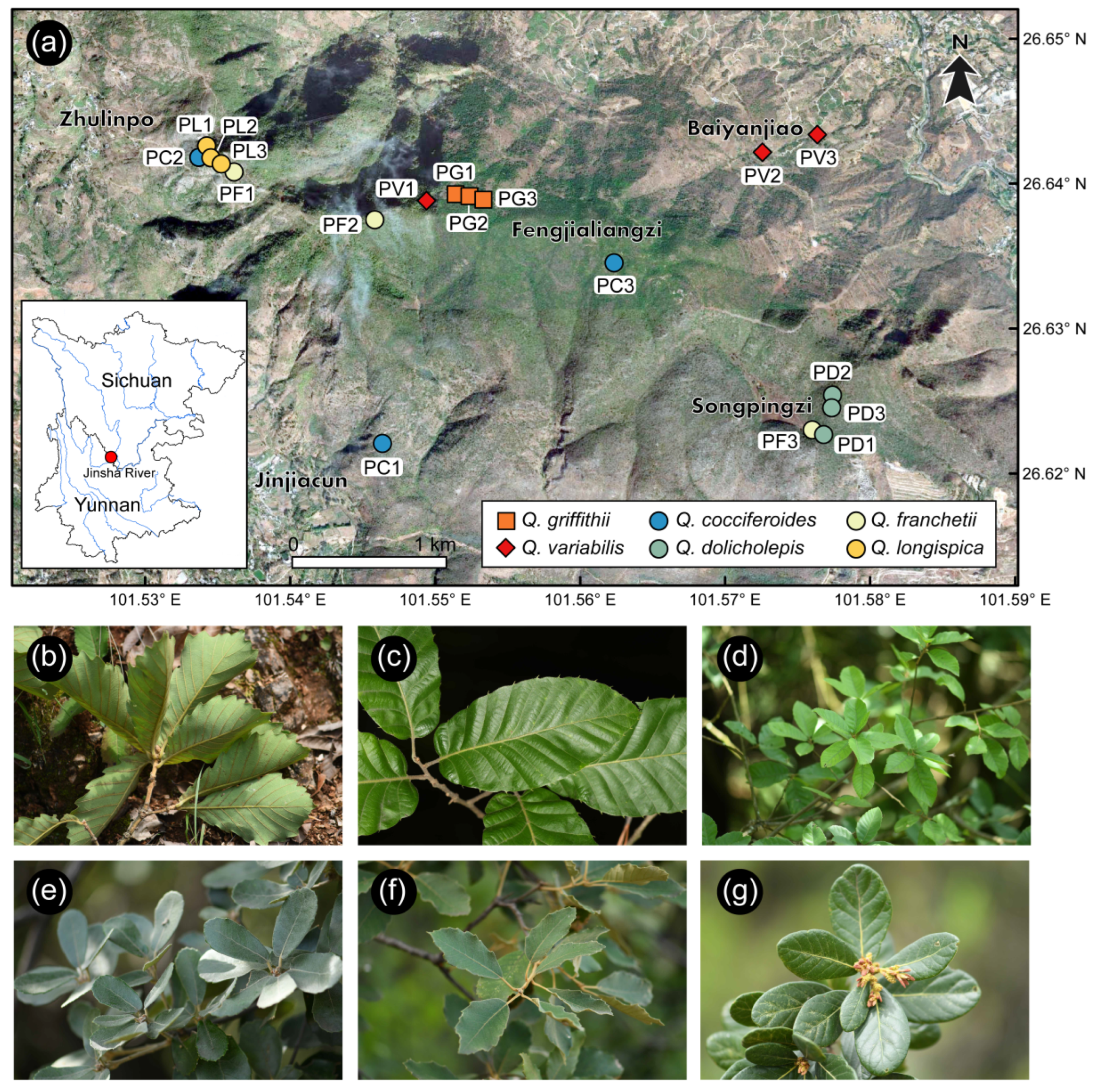 Forests 15 00537 g001 Forests 15 00537 g001