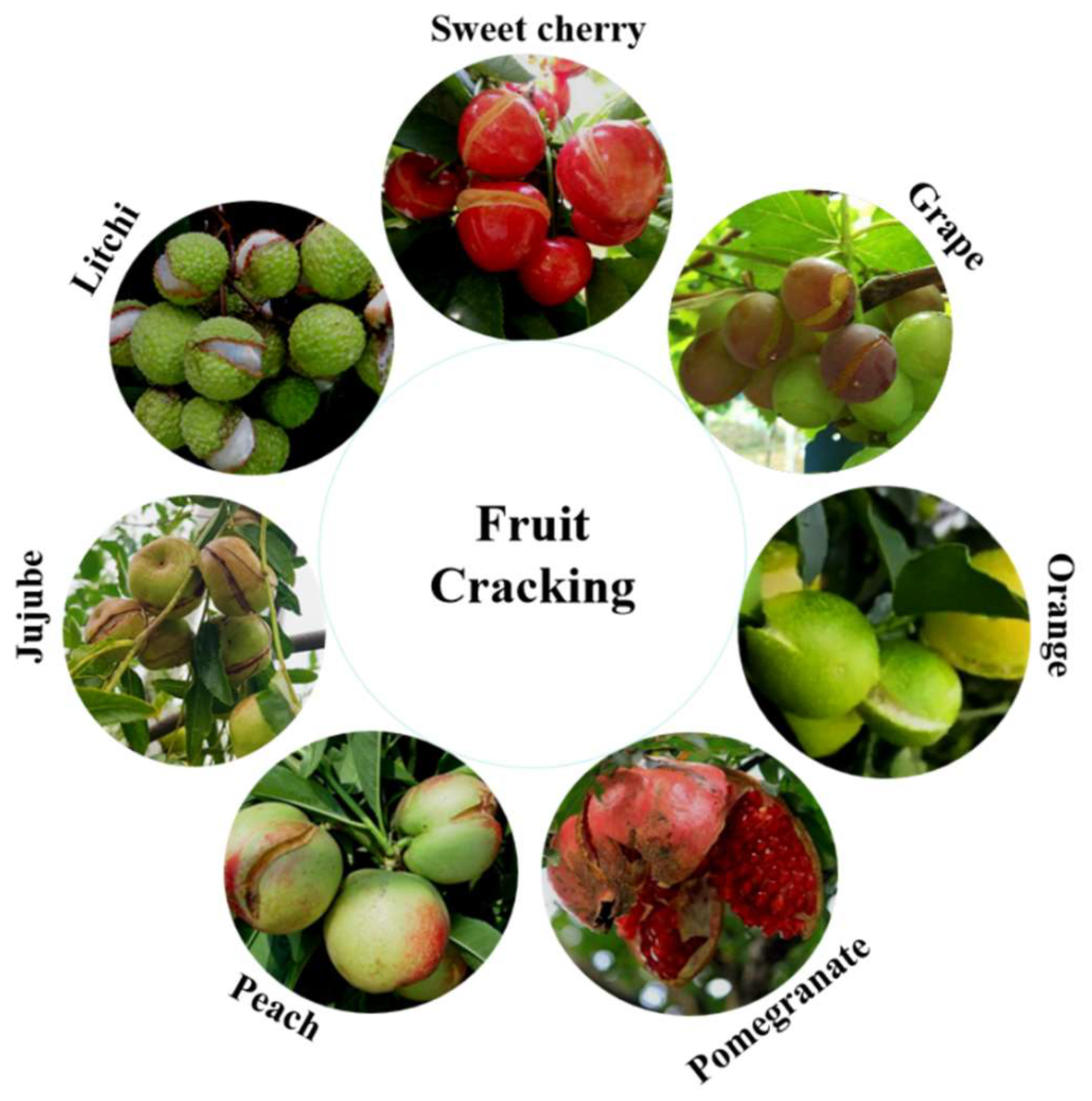 Forests 15 00547 g001