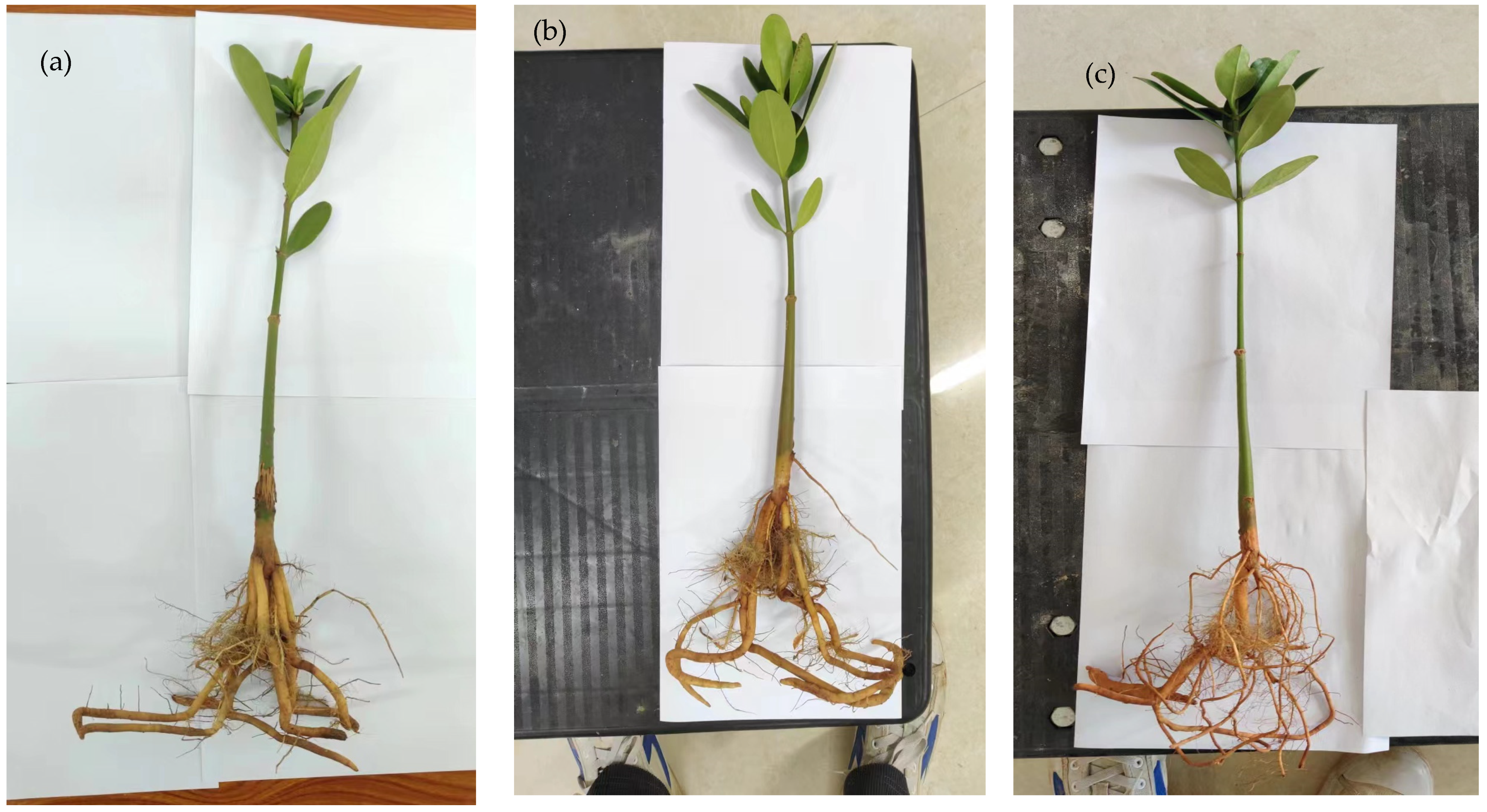 Forests 15 00574 g0a1a