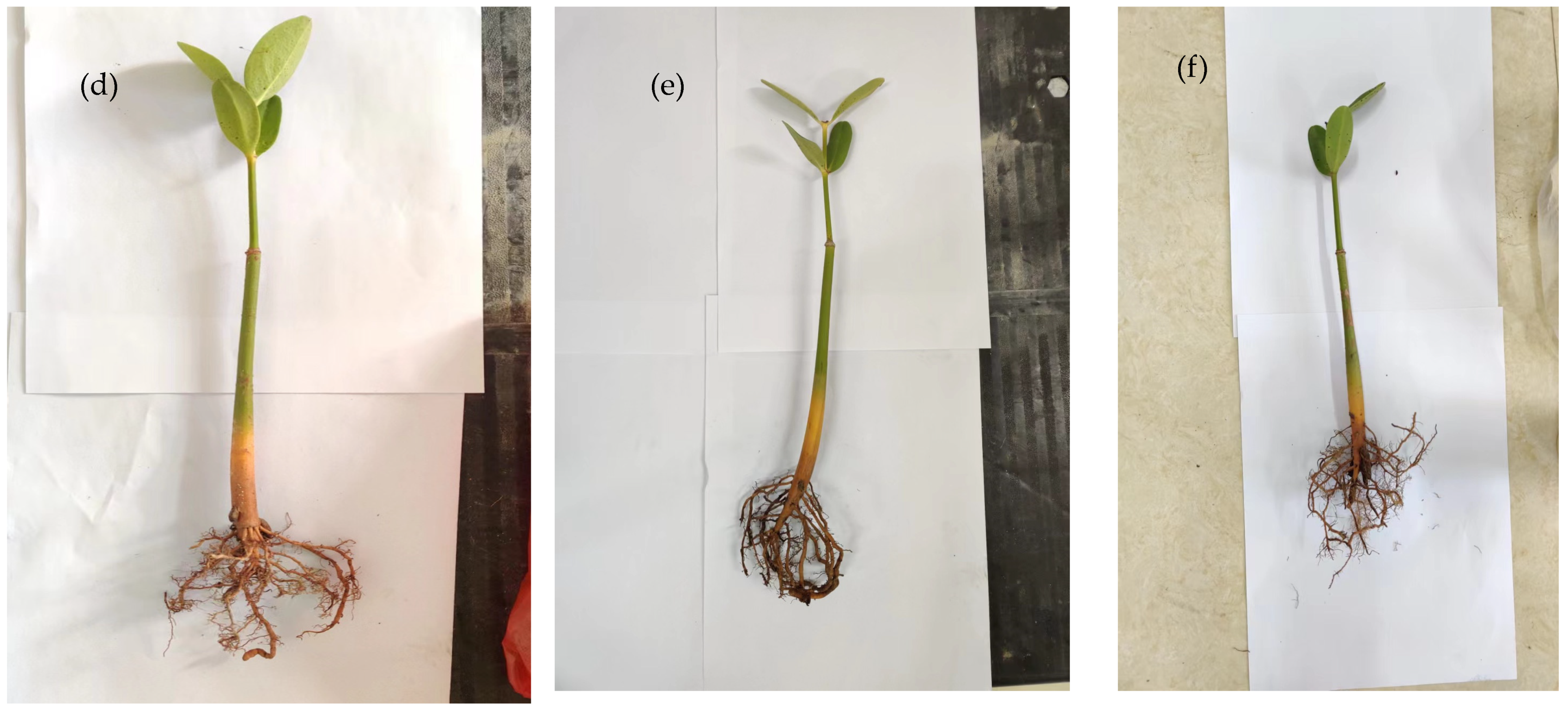 Forests 15 00574 g0a1b