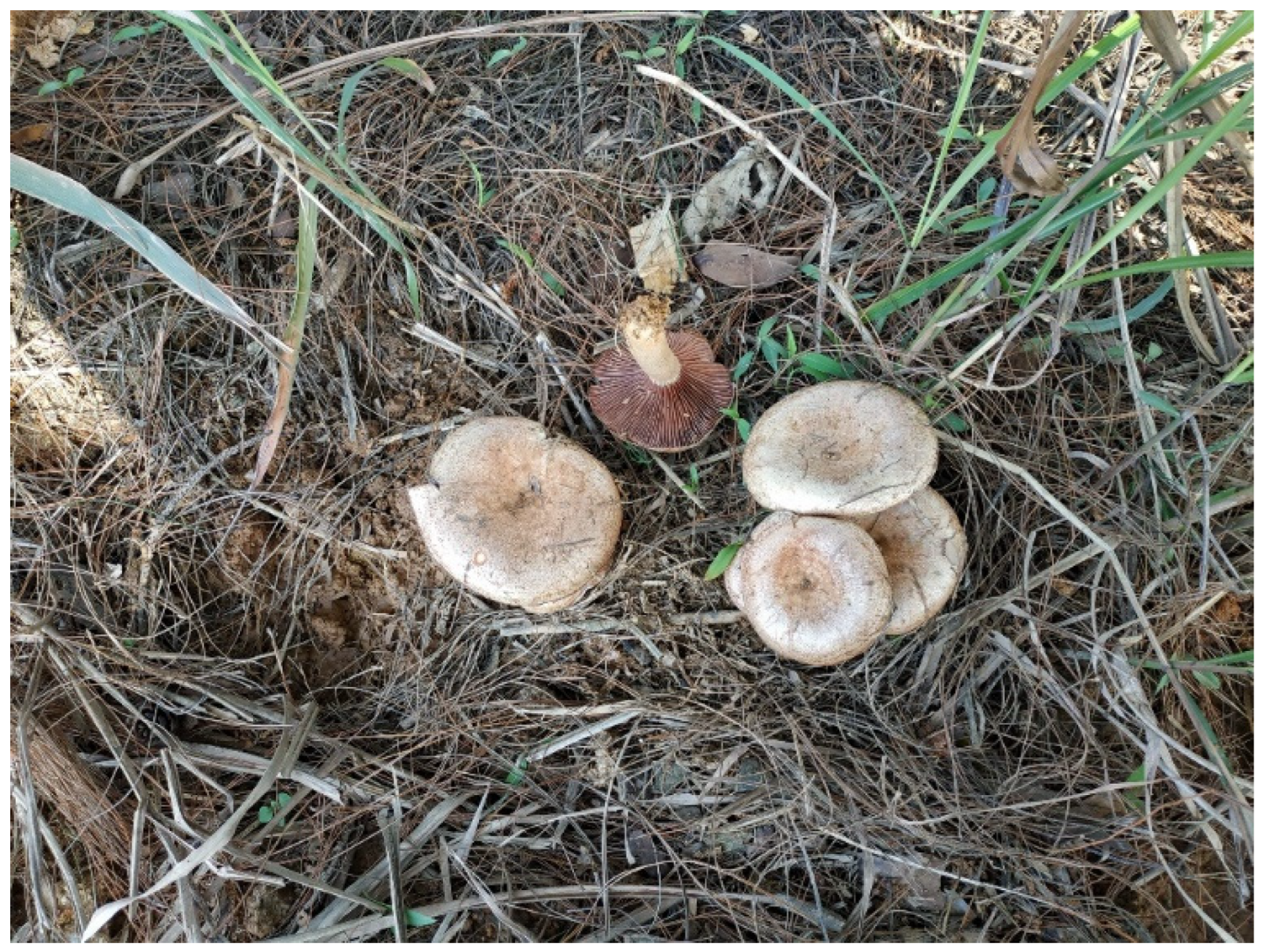 Forests 15 00578 g001