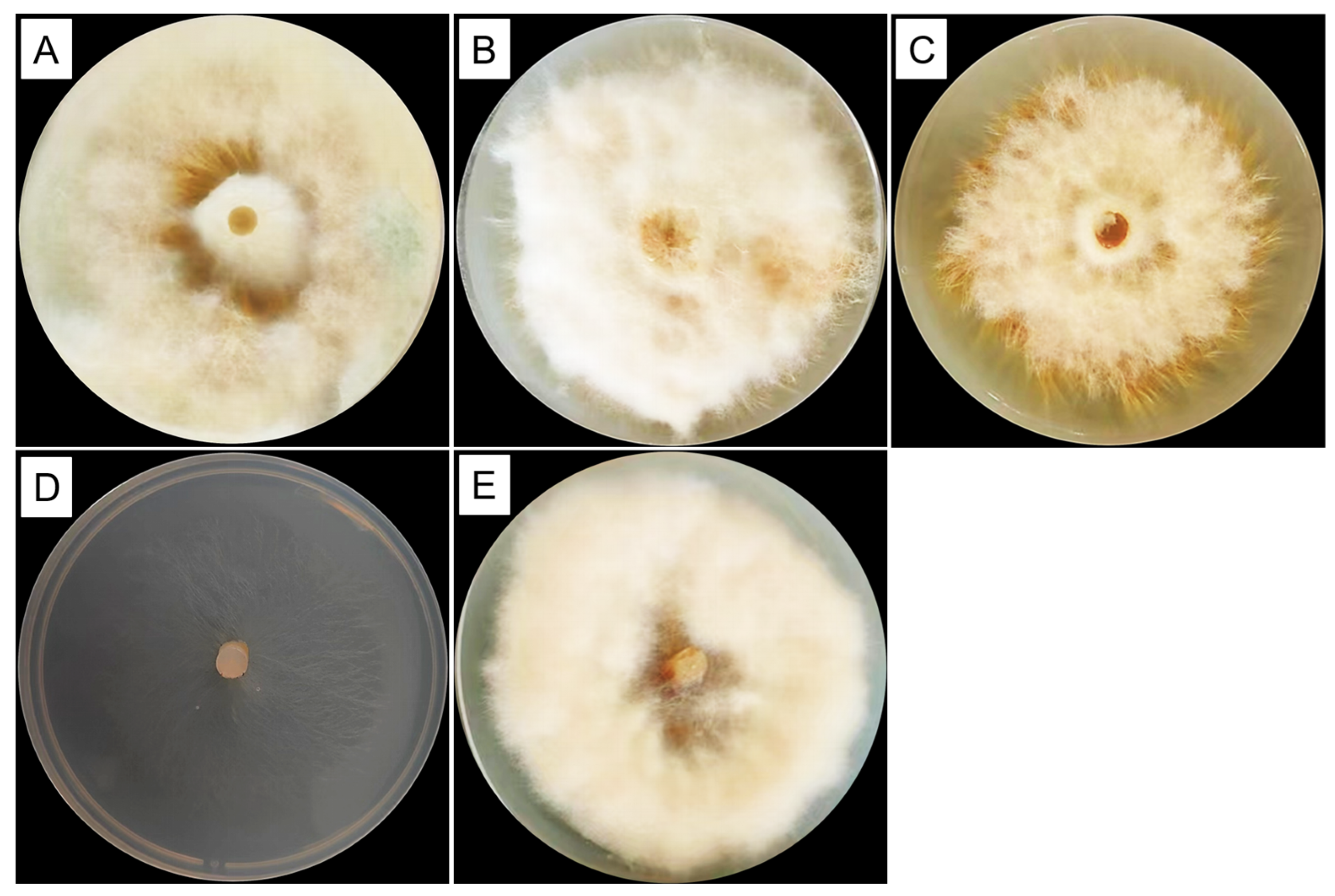 Forests 15 00578 g002
