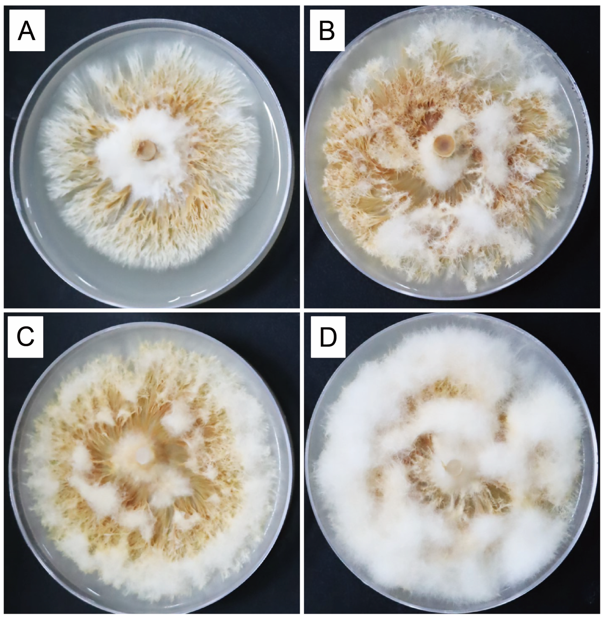 Forests 15 00578 g004