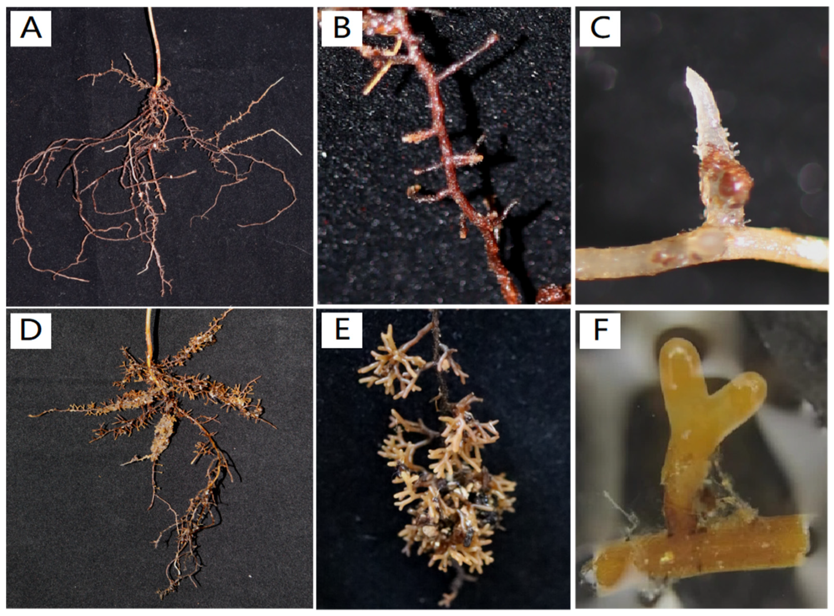 Forests 15 00578 g006