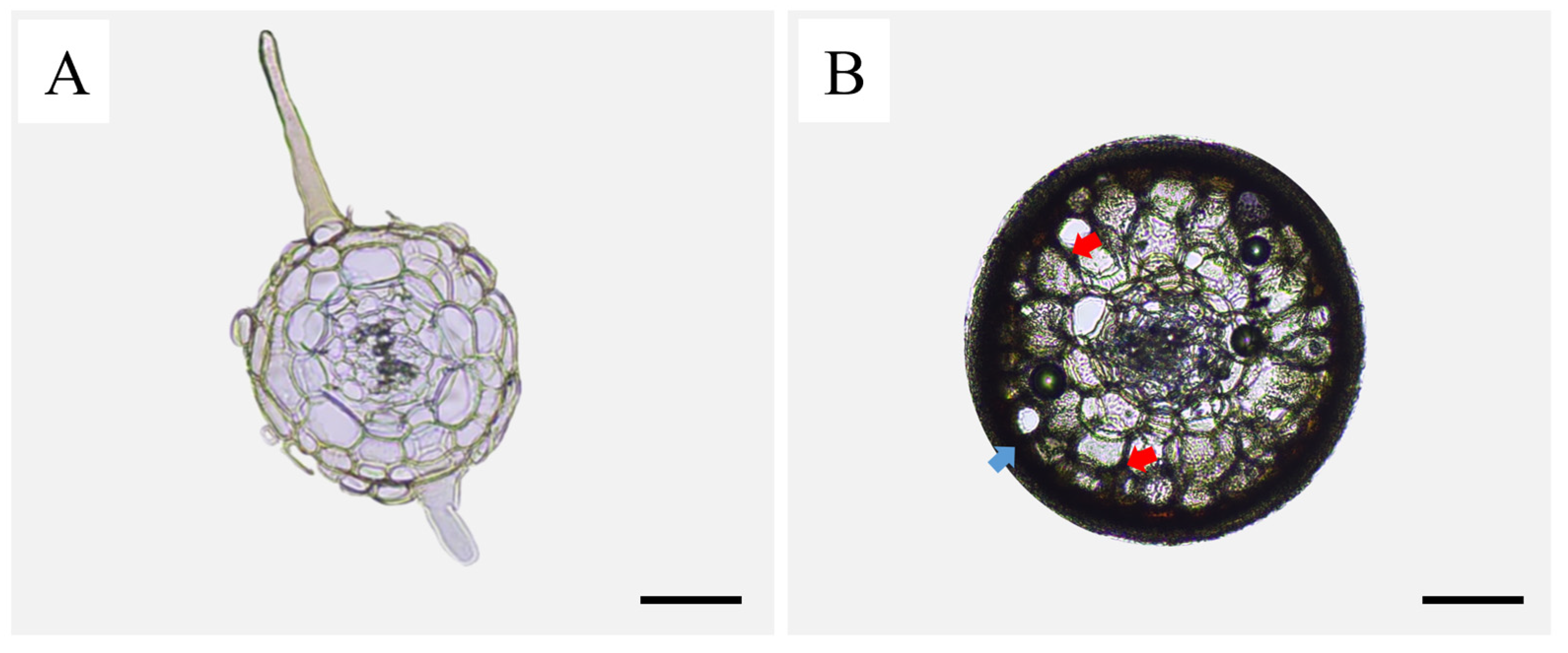 Forests 15 00578 g007