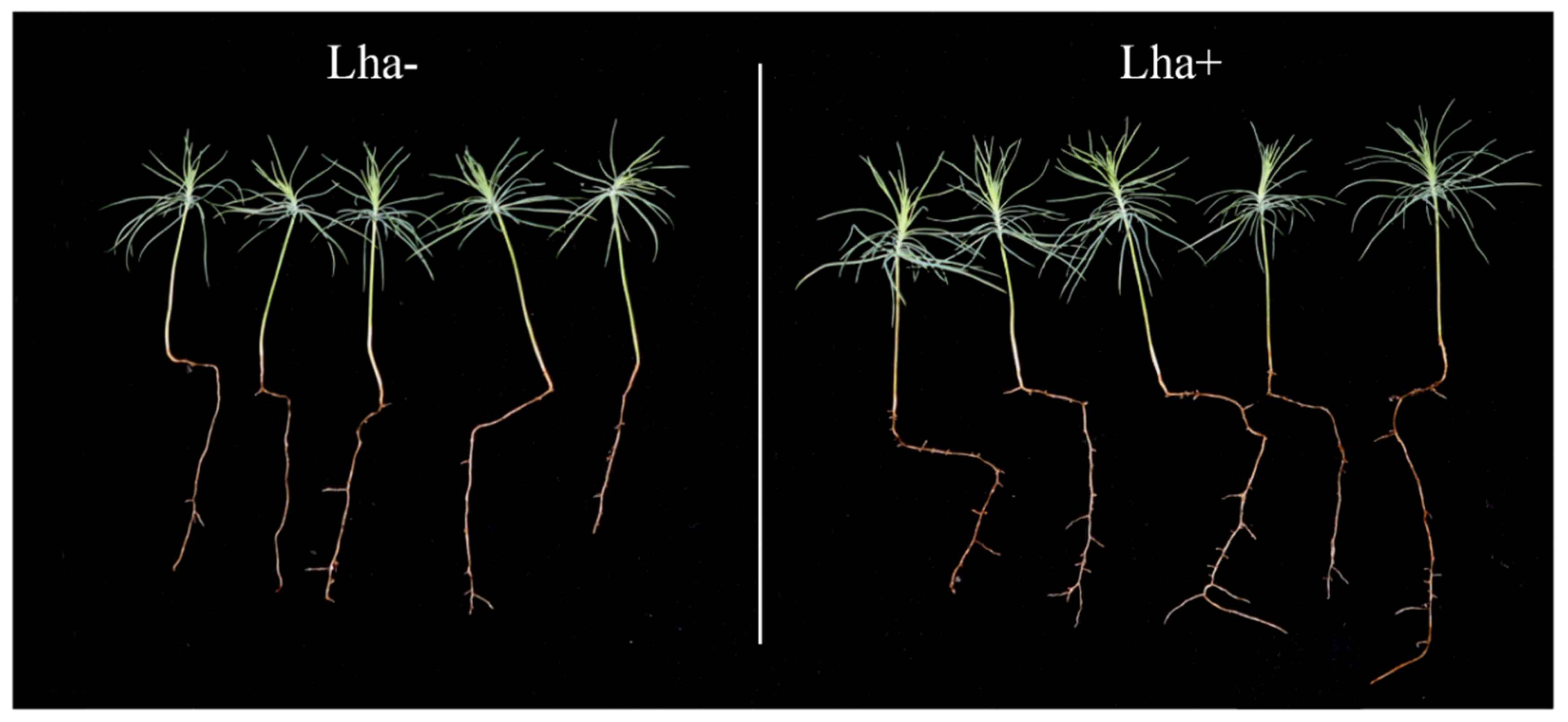 Forests 15 00578 g010