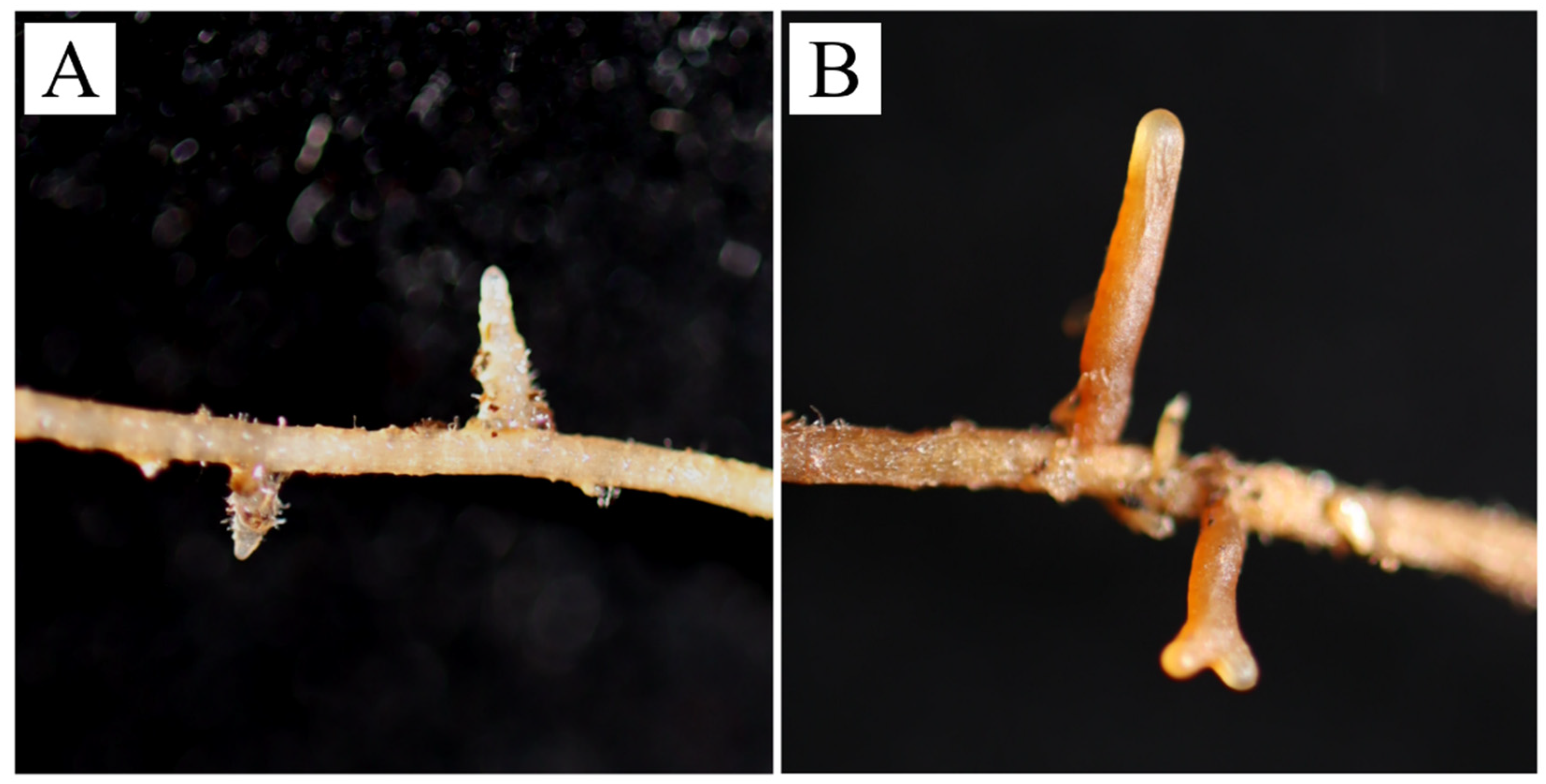 Forests 15 00578 g011
