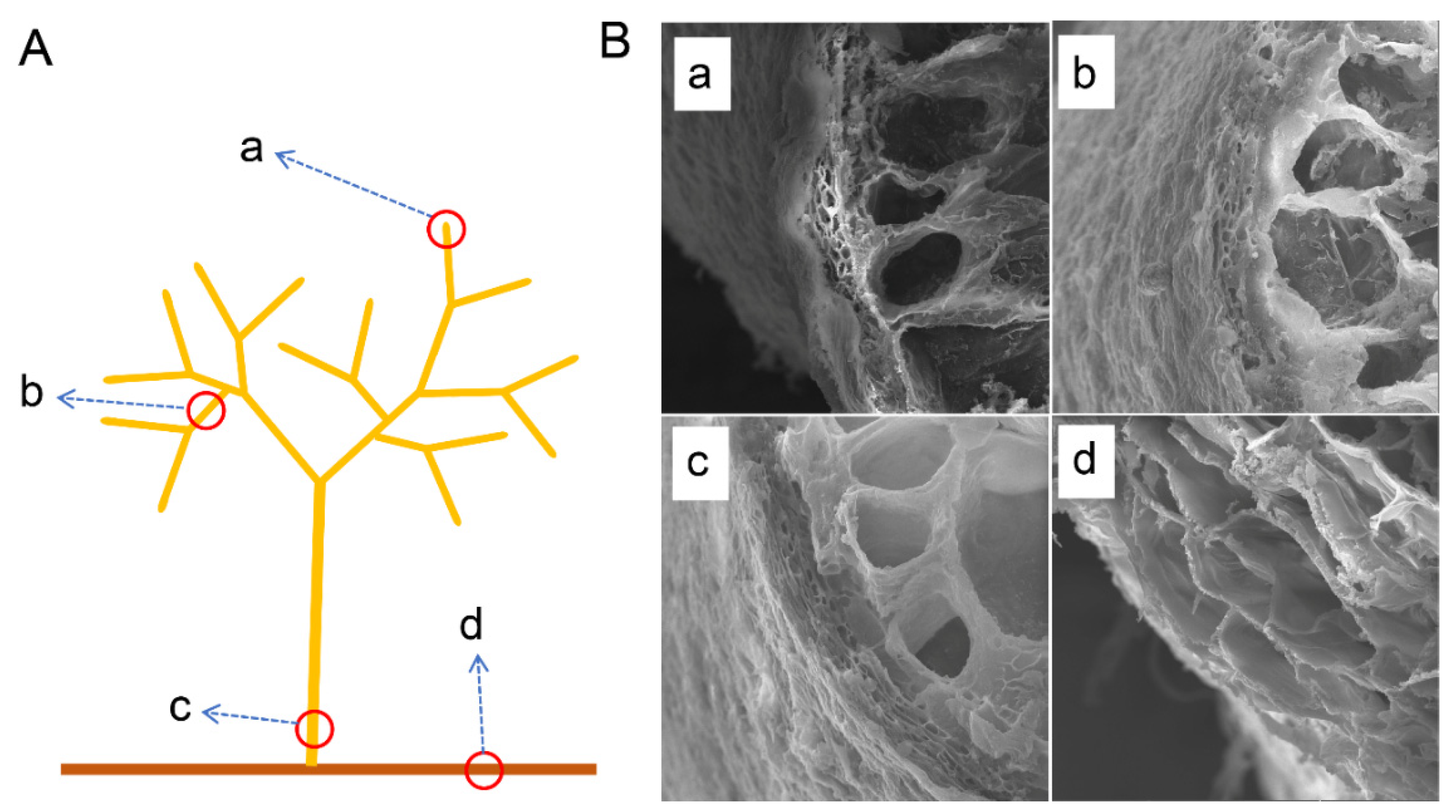 Forests 15 00578 g013