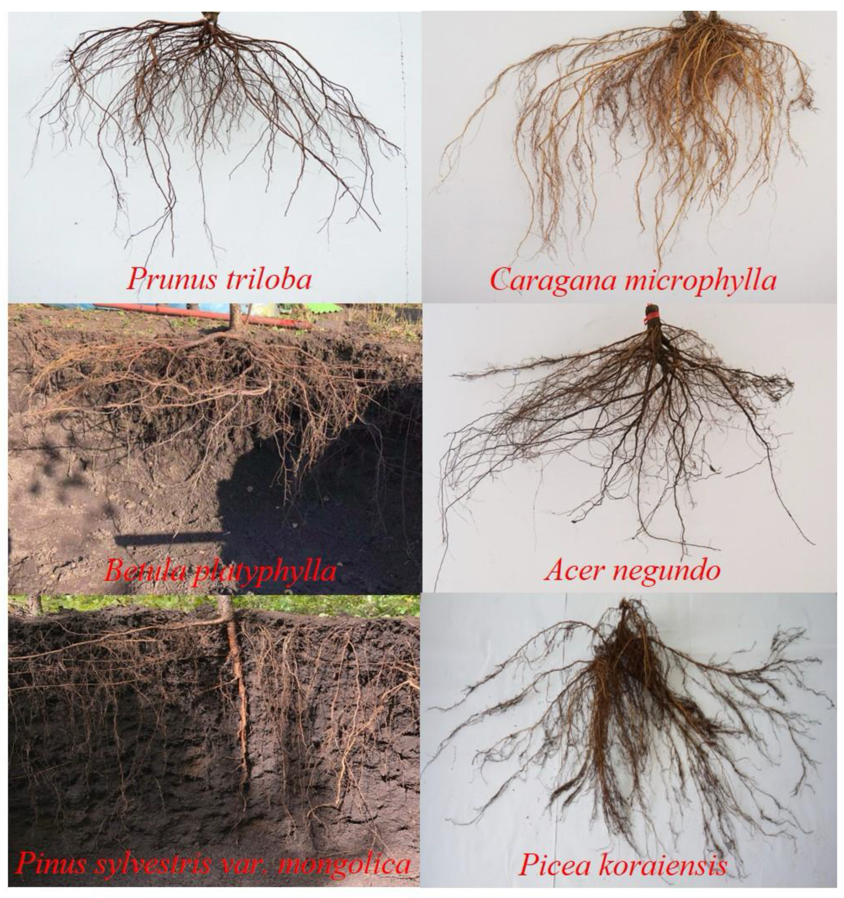Forests 15 00585 g002