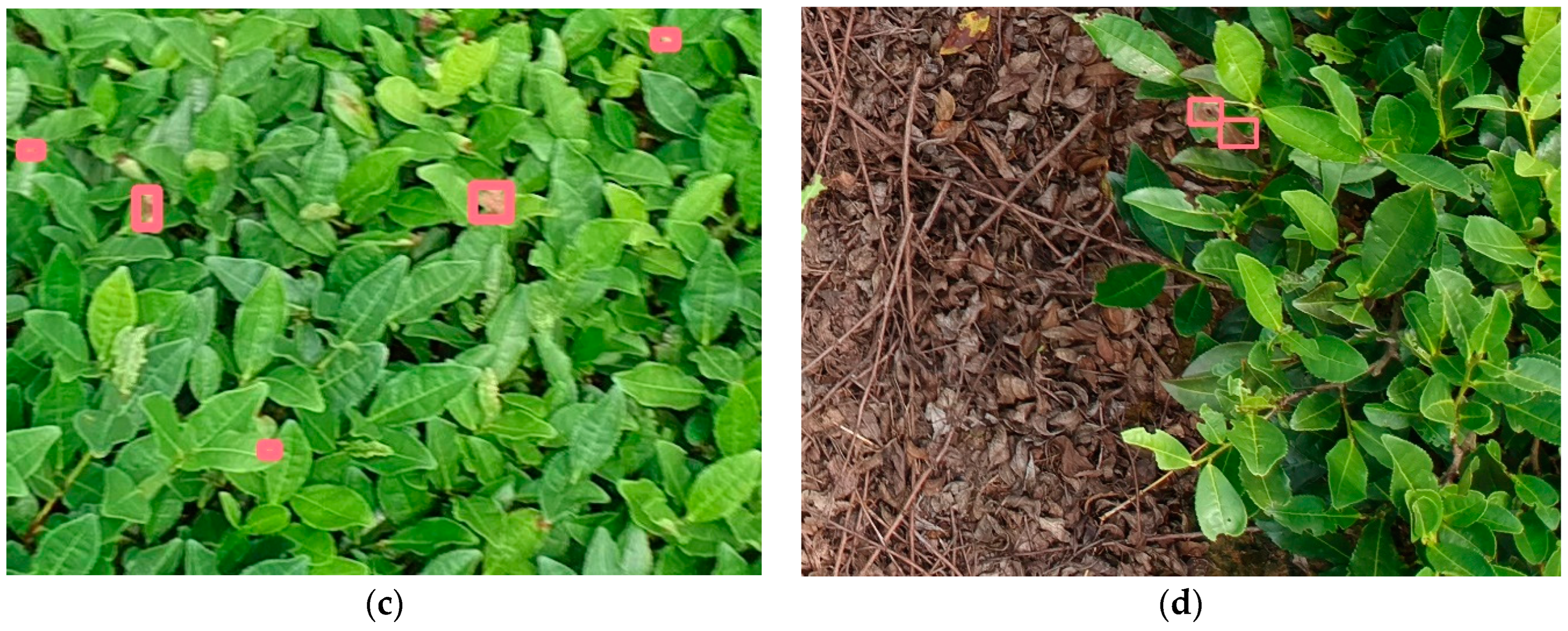 Forests 15 00591 g001b