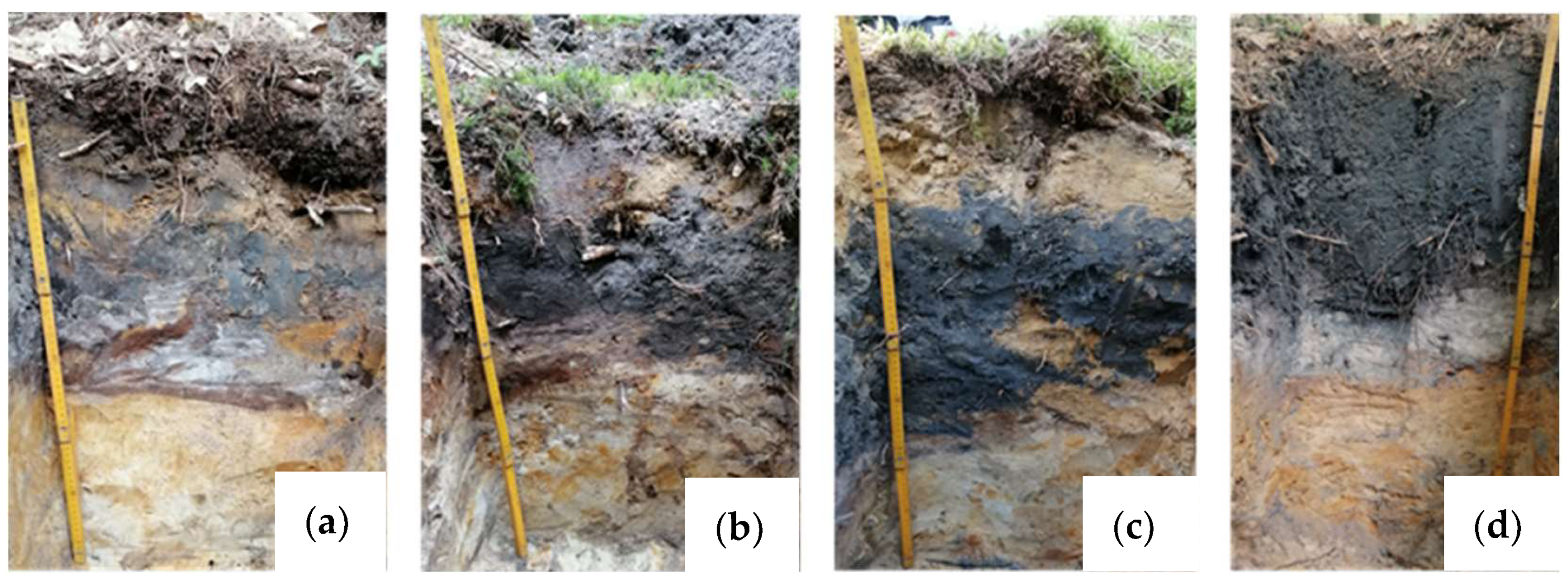 Forests 15 00593 g002 Forests 15 00593 g002