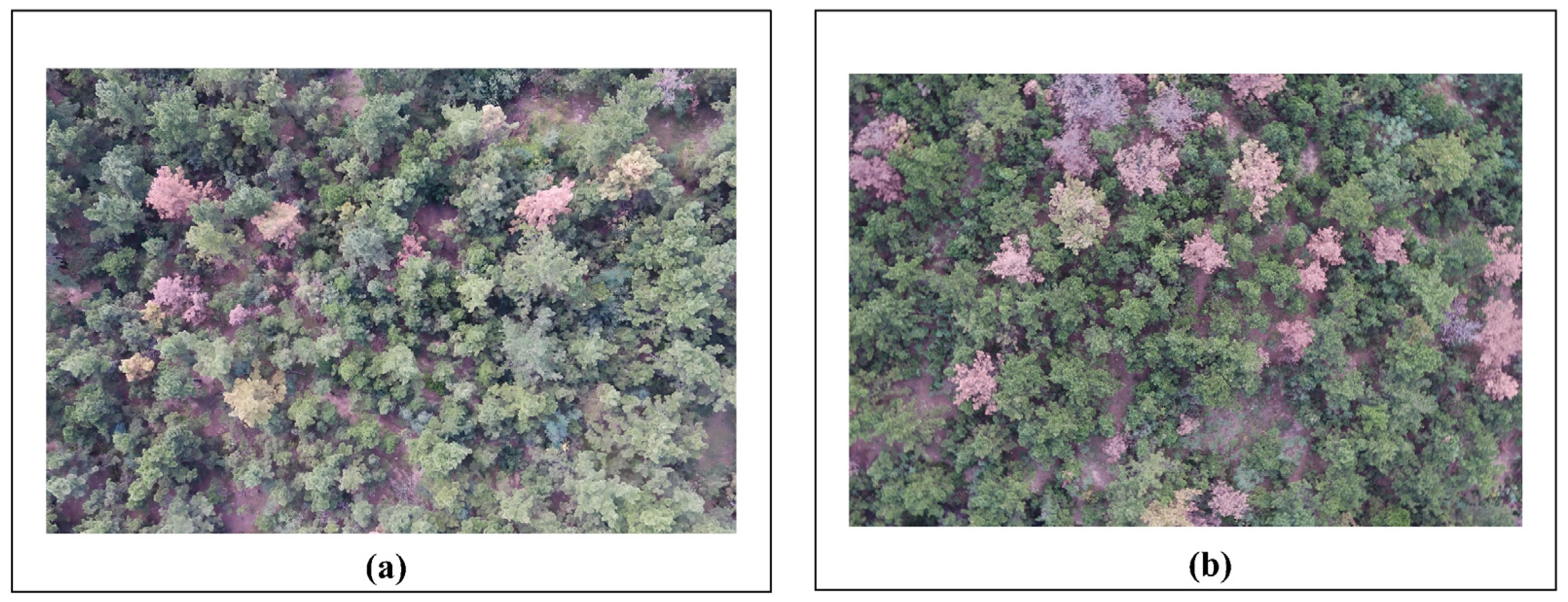 Forests 15 00596 g002