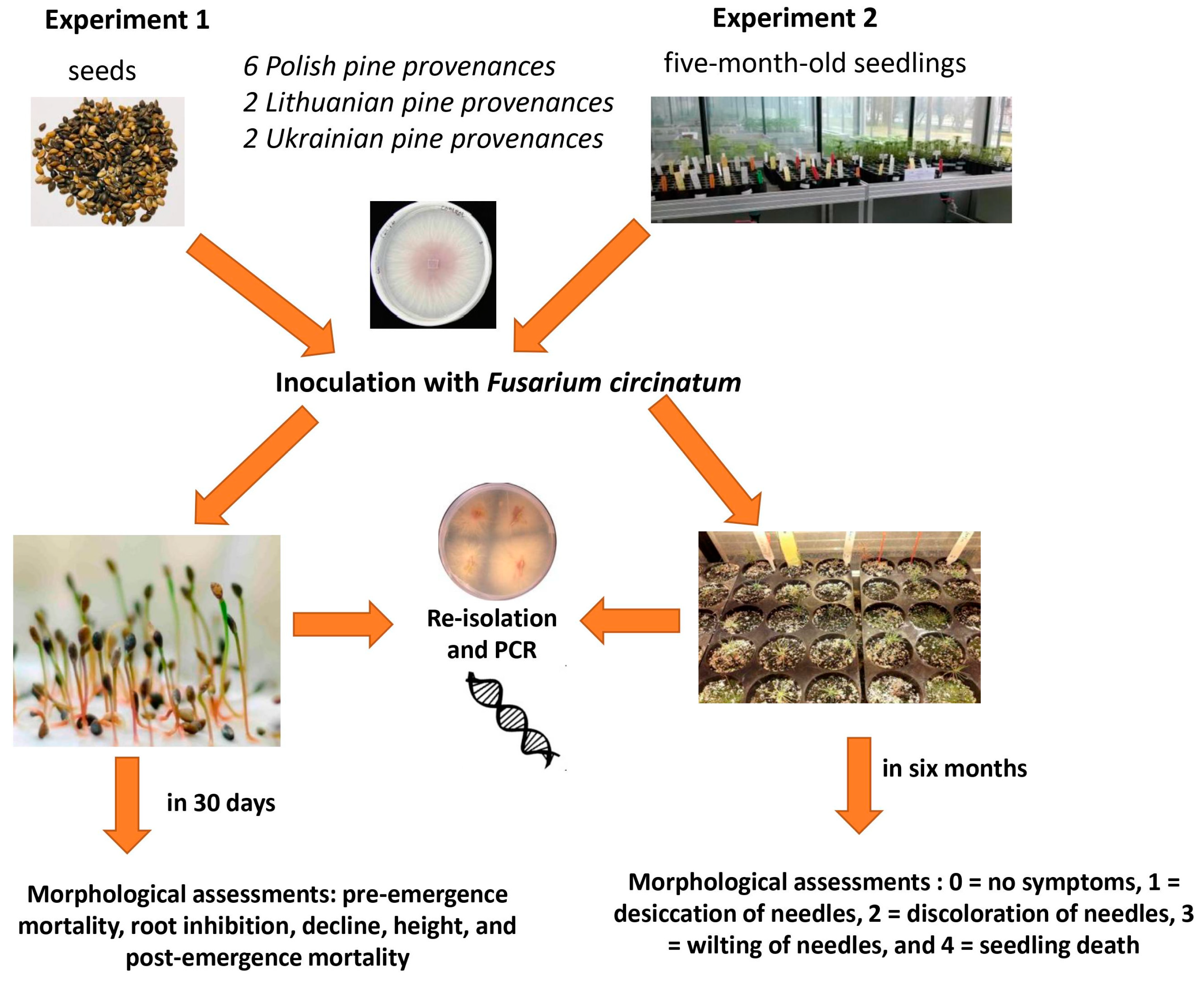 Forests 15 00613 g001