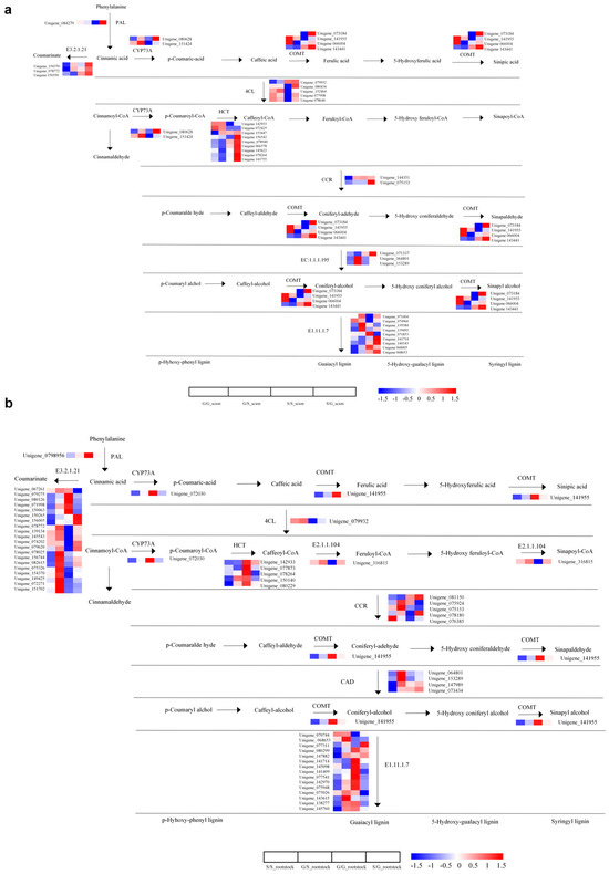 Complex Interplay of Metabolic Pathways in Grafting of