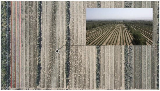Accurate Recognition of Jujube Tree Trunks Based on Contrast Limited ...
