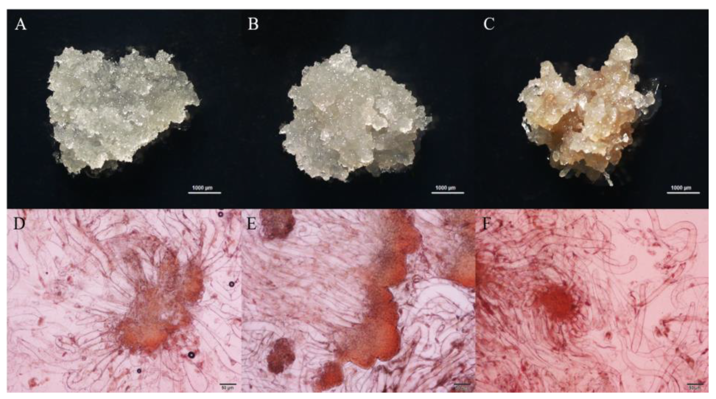 Forests 15 00627 g001