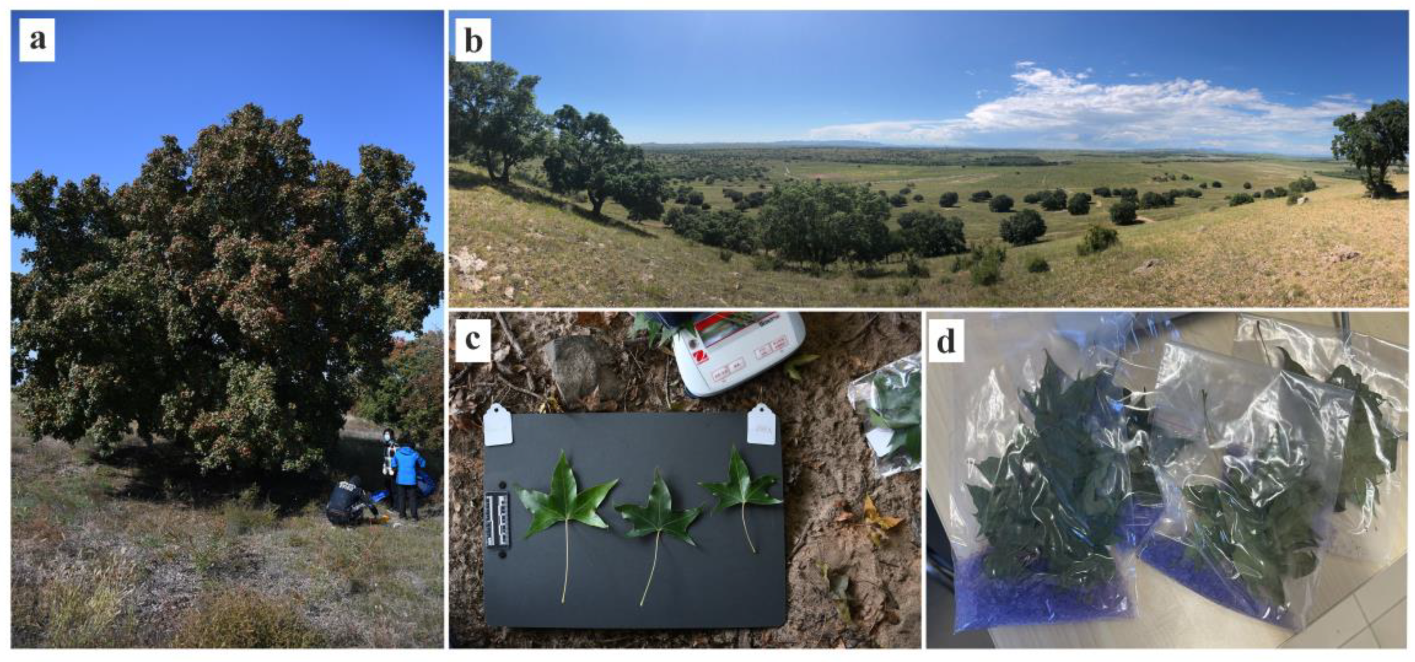 Forests 15 00639 g002 Forests 15 00639 g002