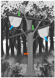 Forests 15 00657 i010