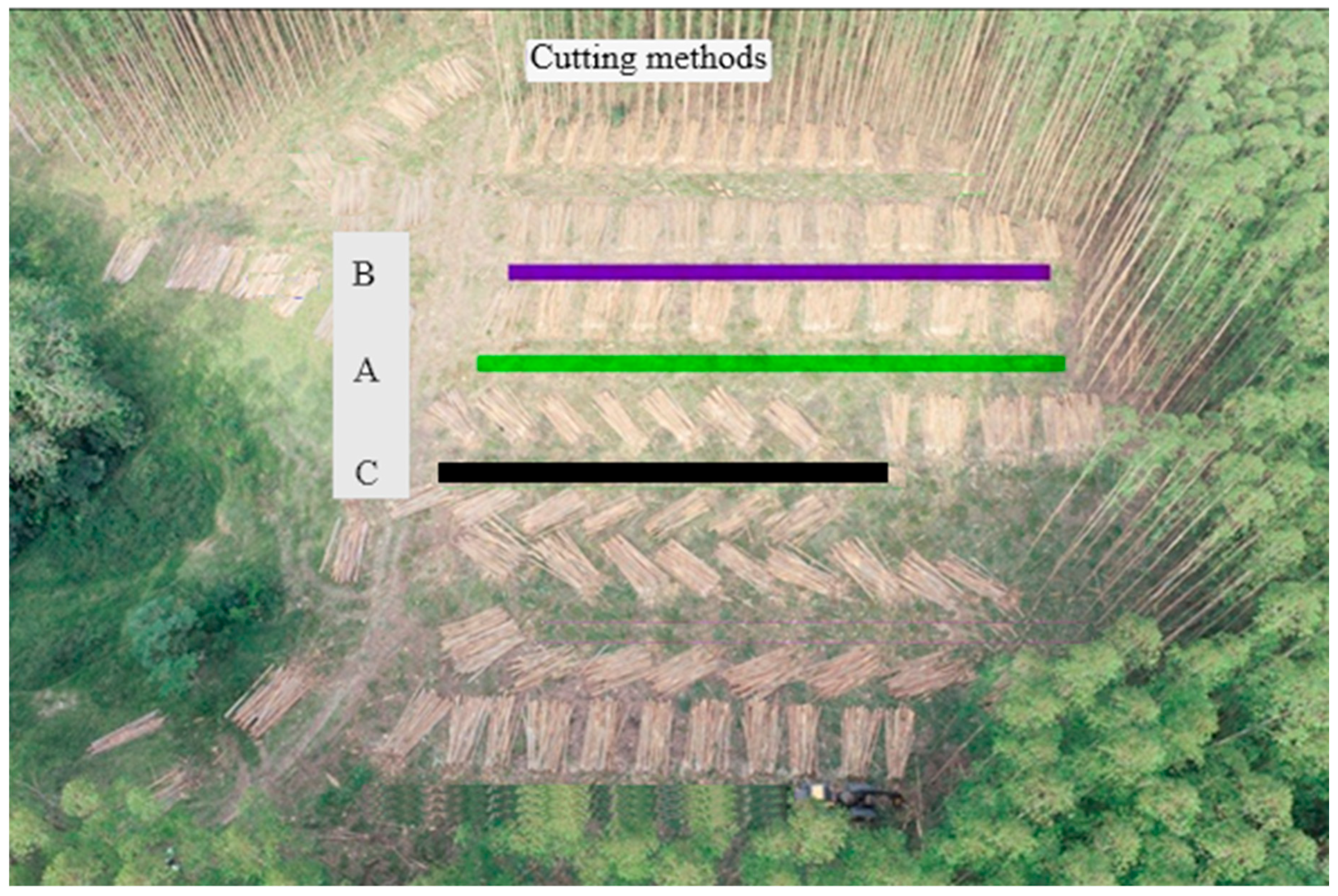 Forests 15 00666 g004