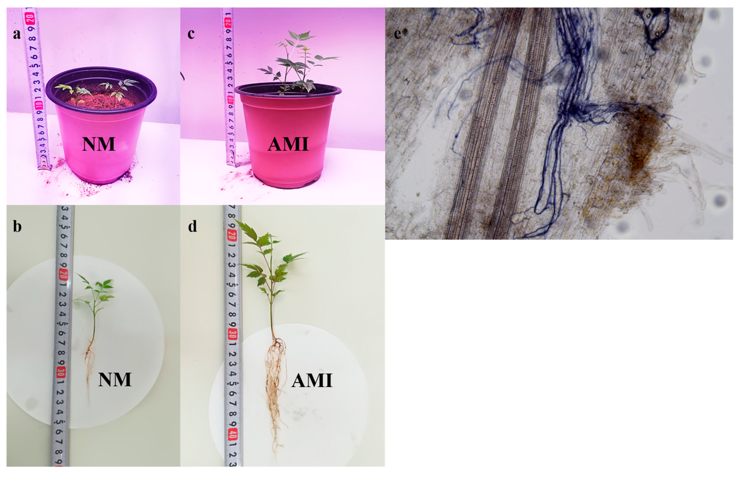 Forests 15 00673 g001 Forests 15 00673 g001