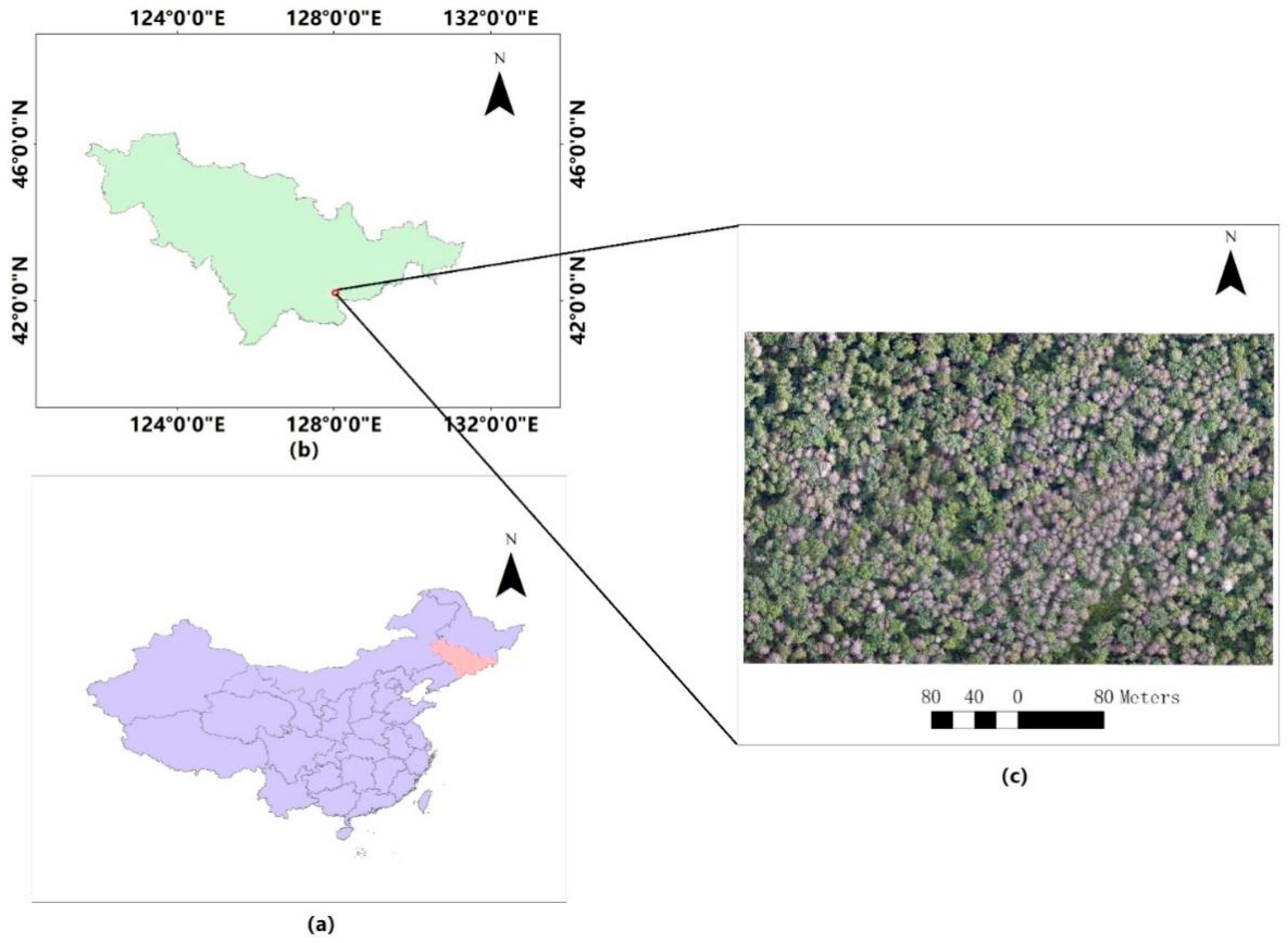 Forests 15 00691 g001