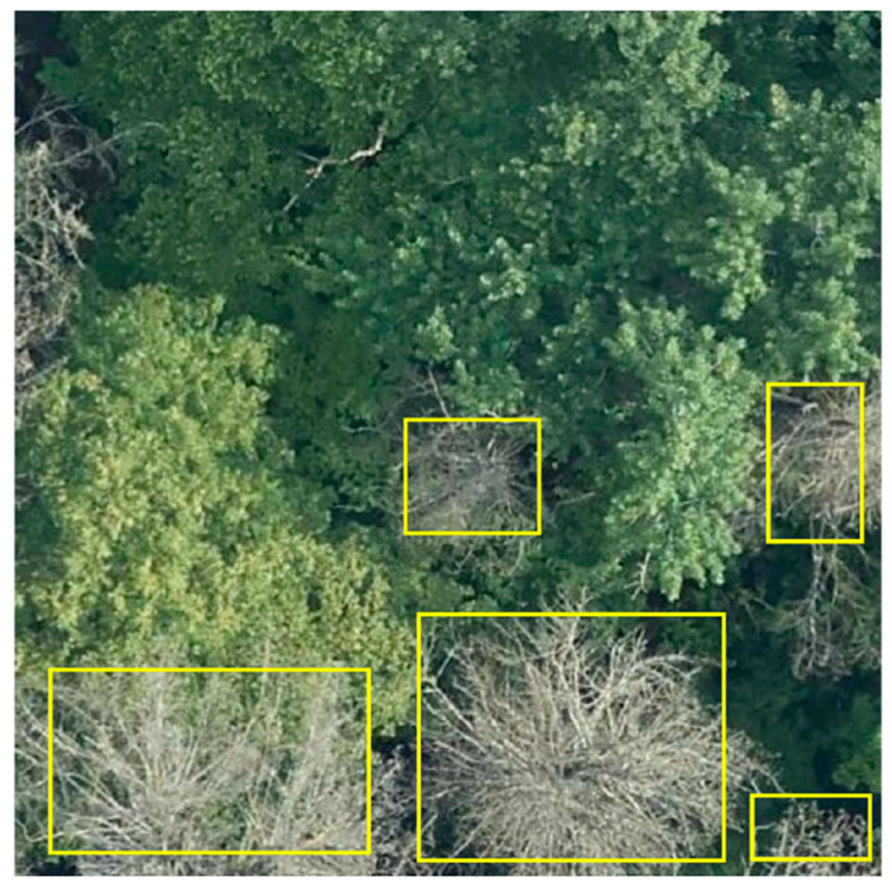 Forests 15 00691 g002