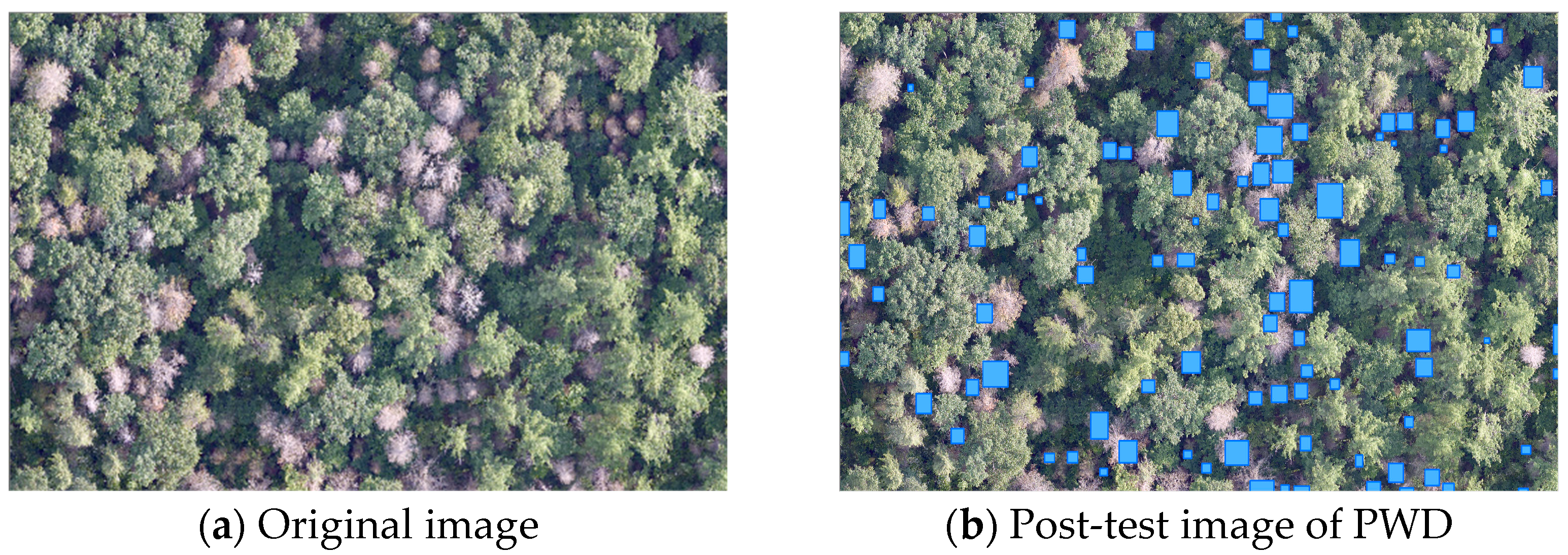Forests 15 00691 g012