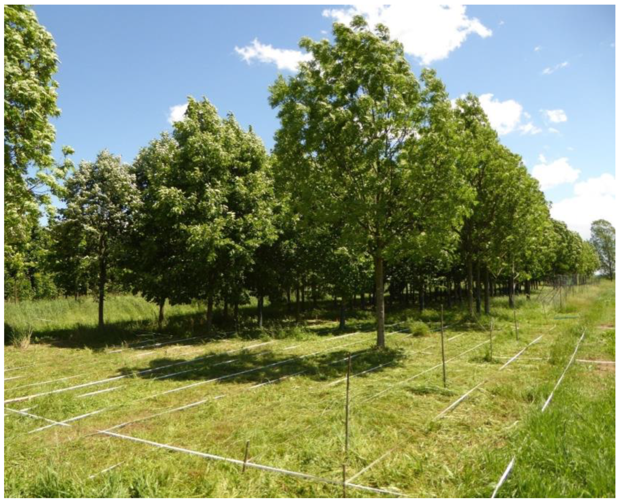 Forests 15 00699 g001 Forests 15 00699 g001