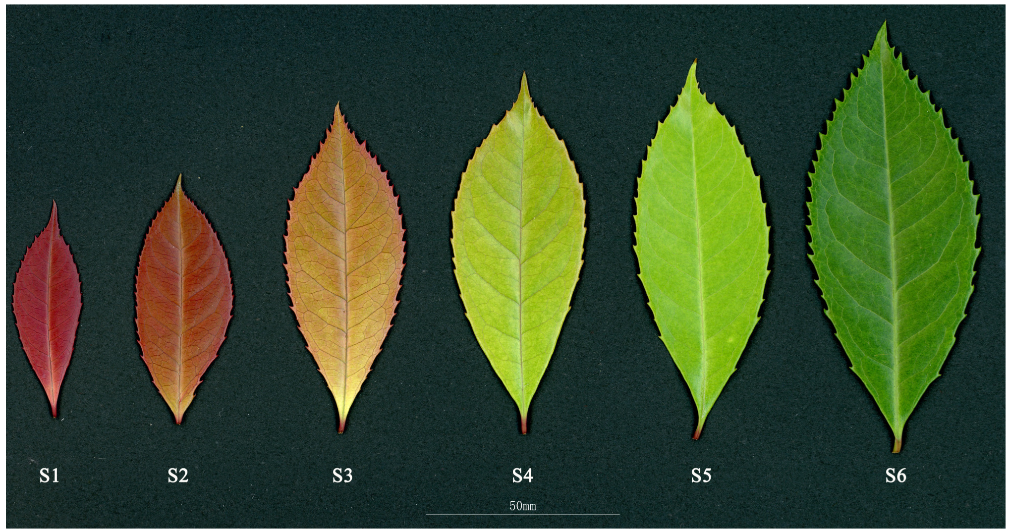 Integrated Metabolome and Transcriptome Analyses Provide New