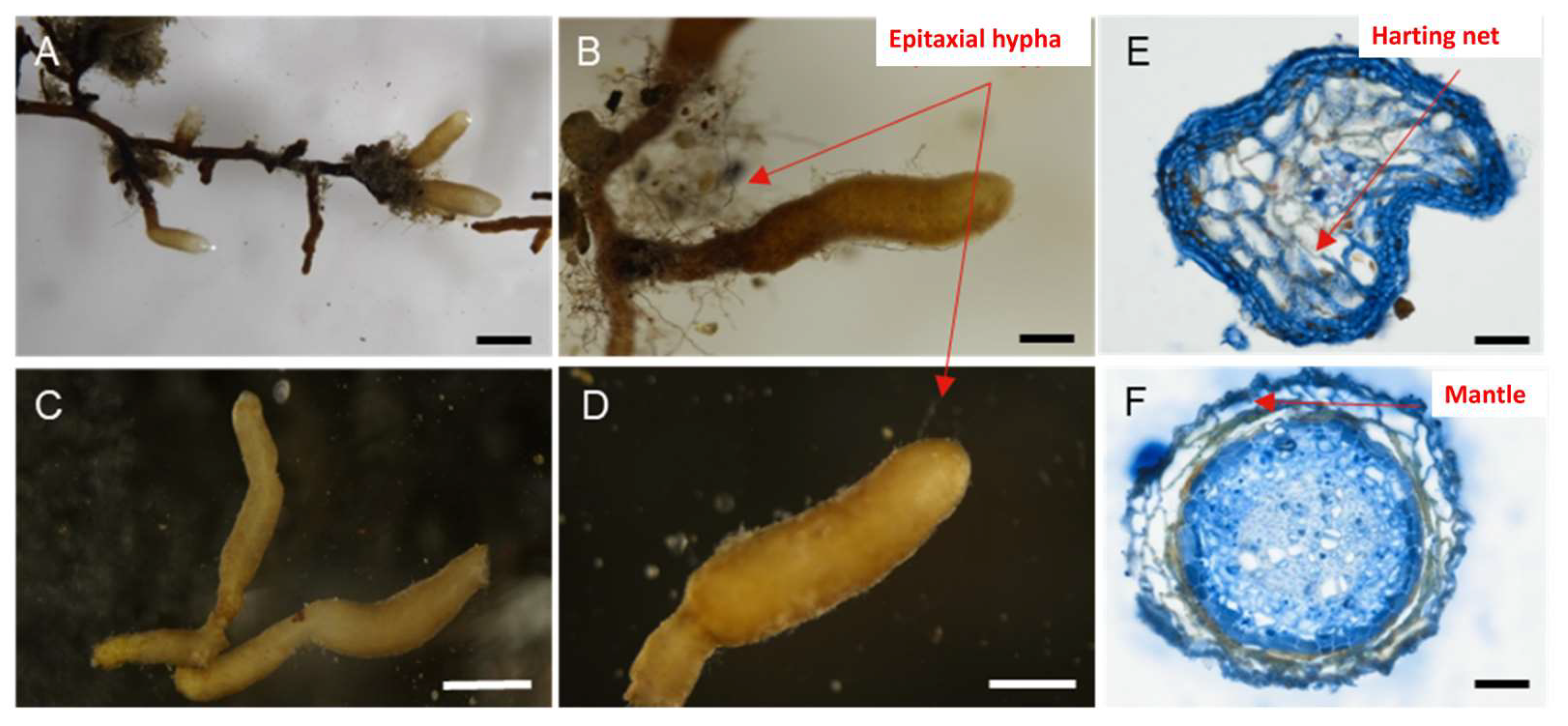 Forests 15 00721 g004