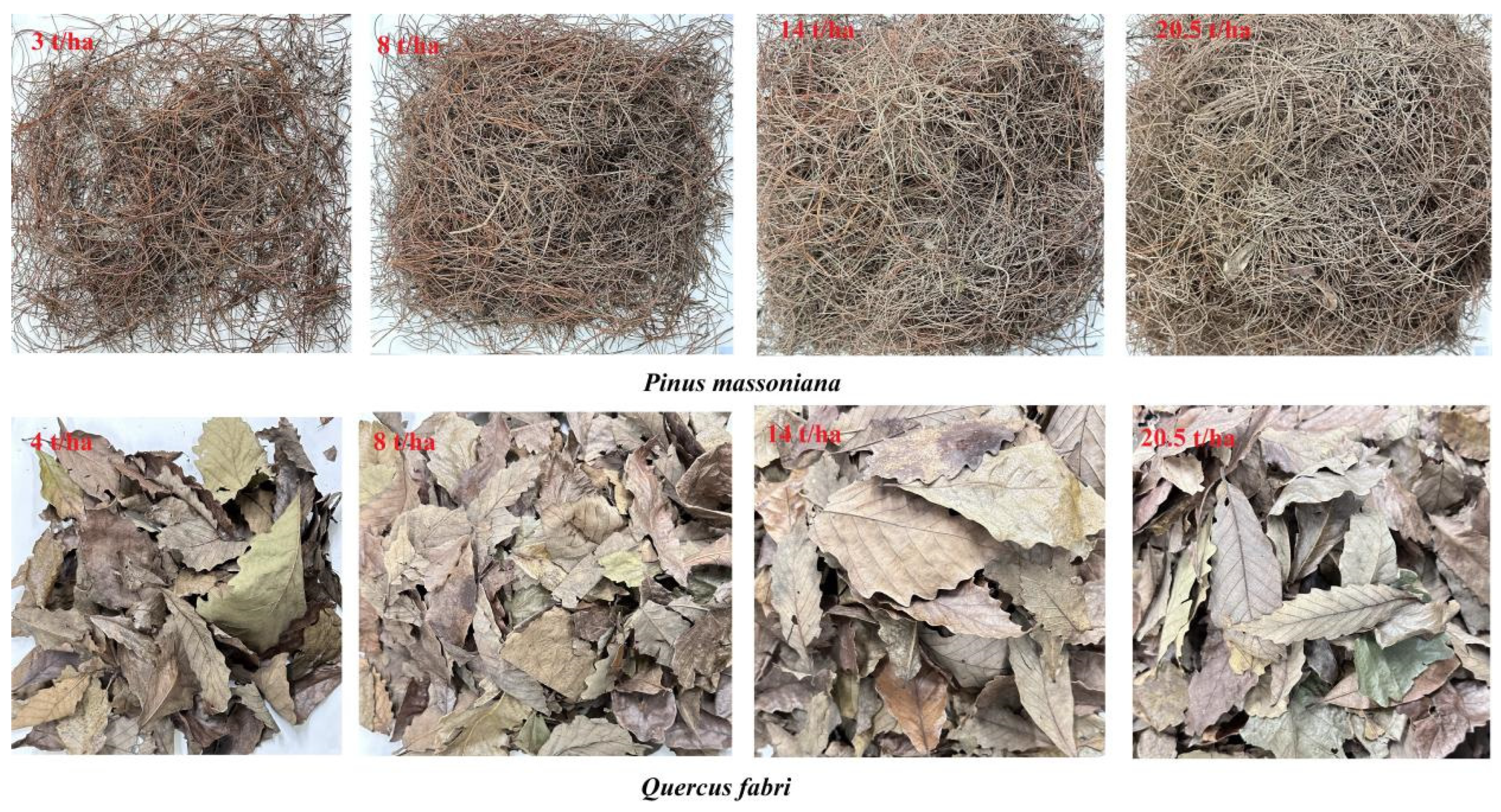 Forests 15 00726 g002 Forests 15 00726 g002