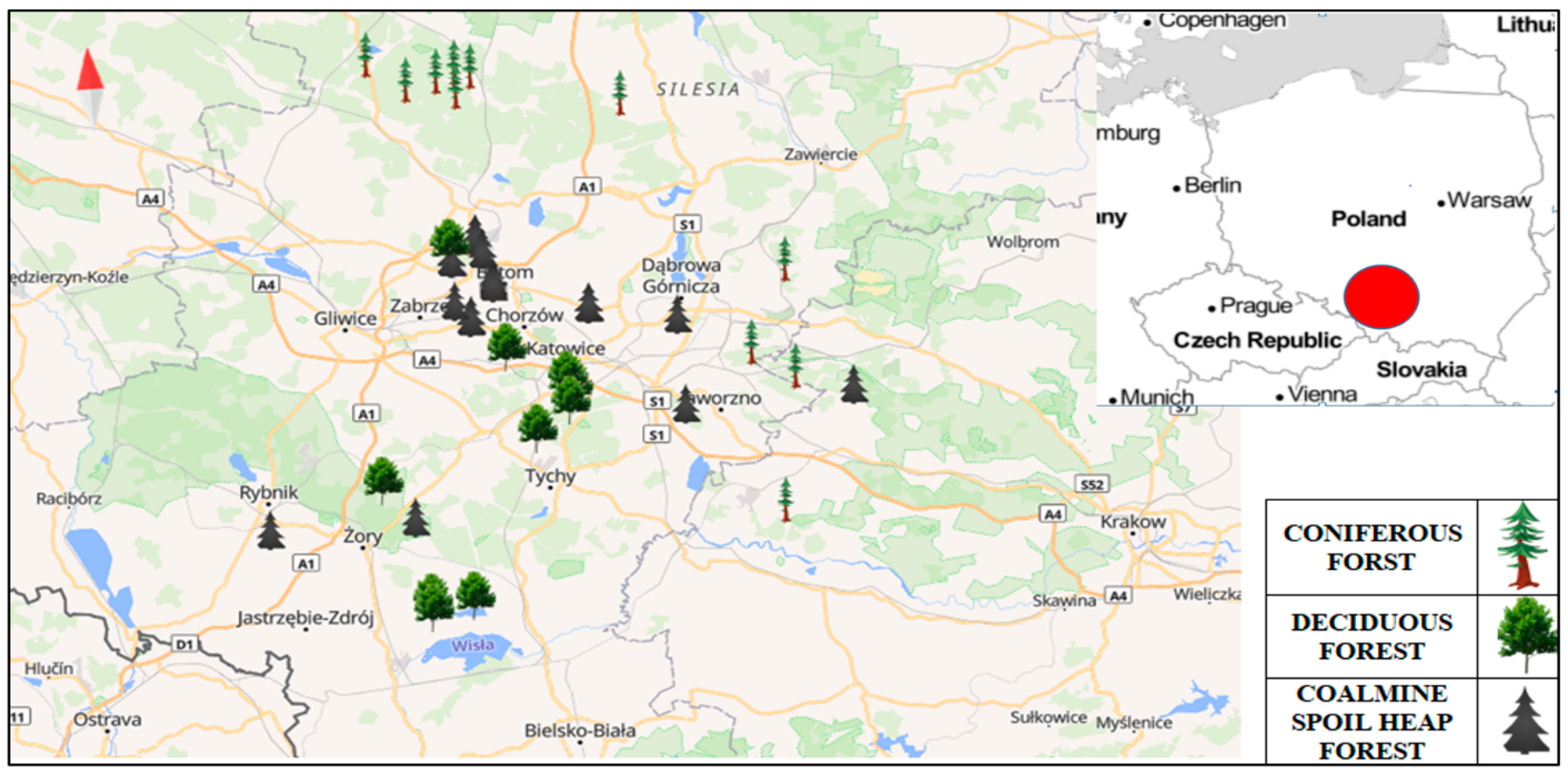 Plant Species and Functional Diversity of Novel Forests Growing on 