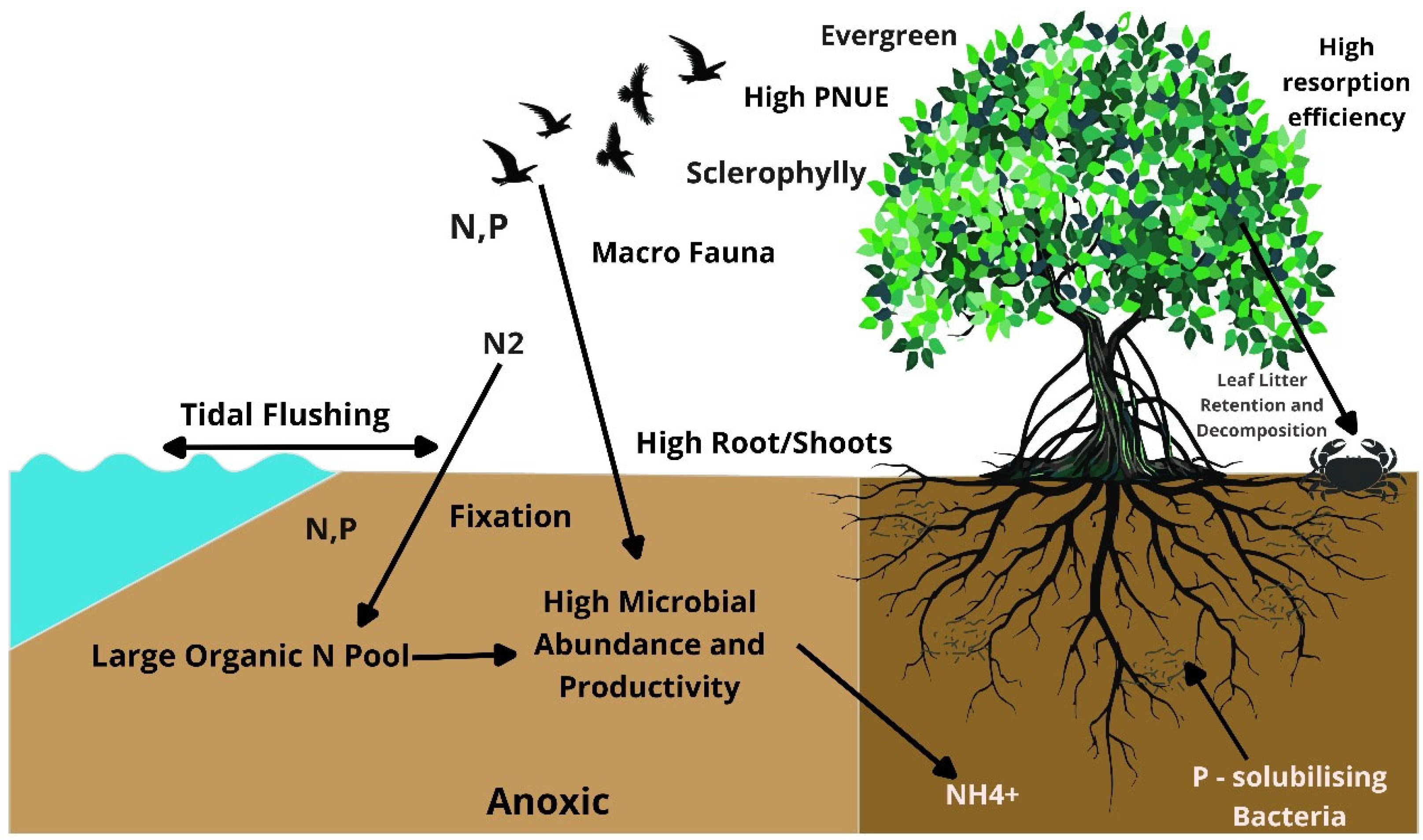Forests 15 00747 g004 Forests 15 00747 g004