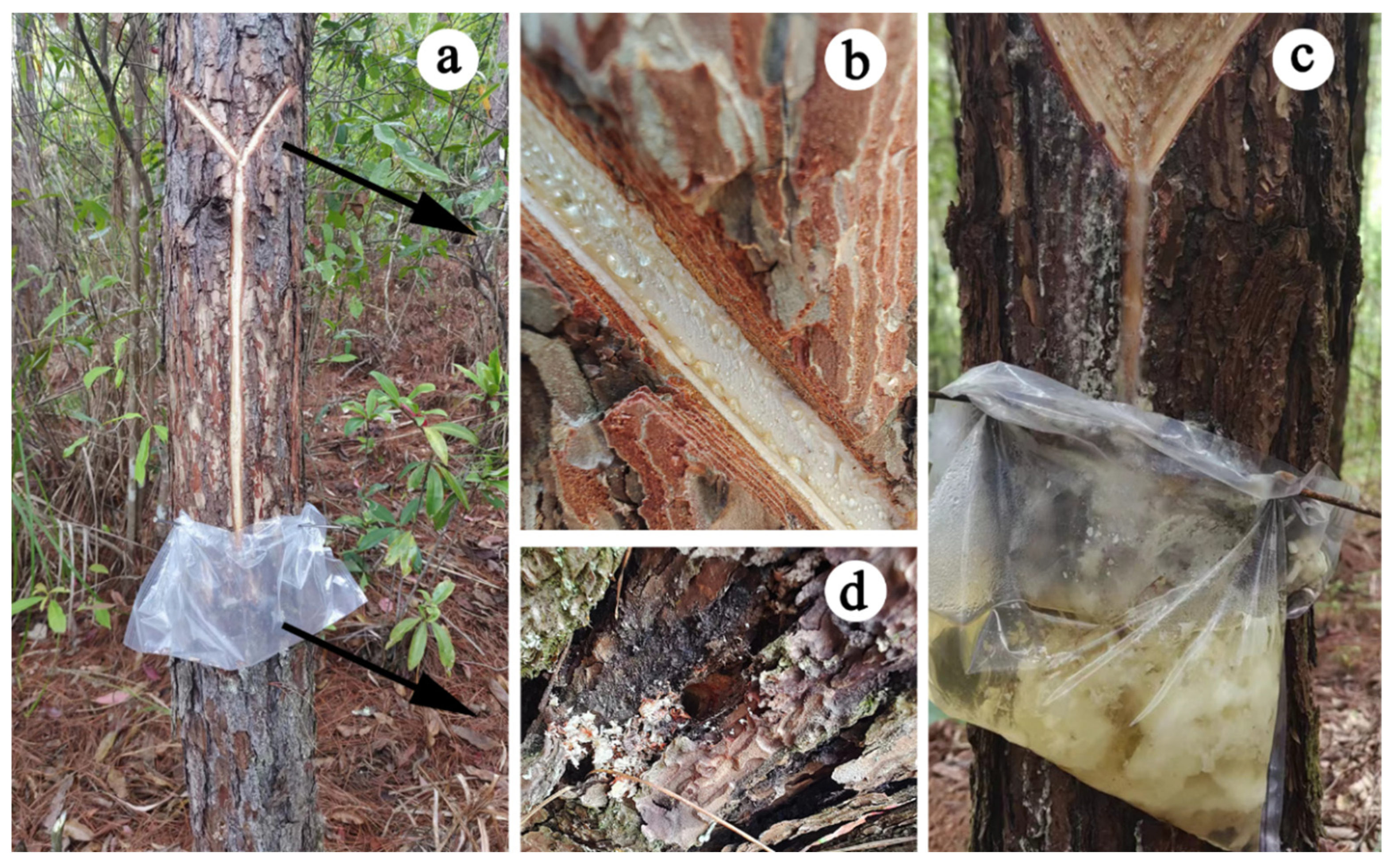 Forests 15 00748 g002