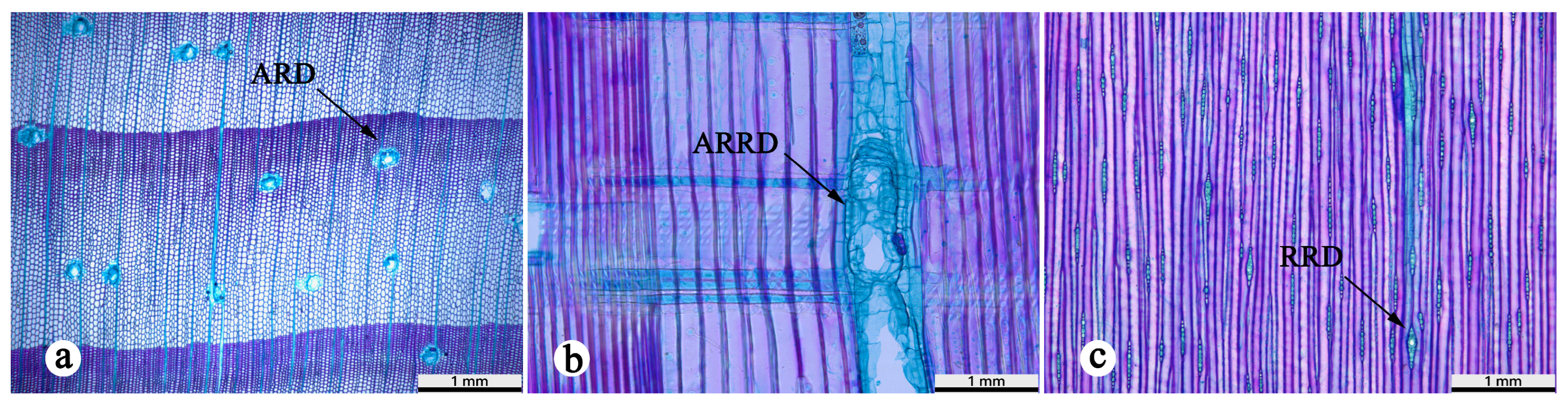 Forests 15 00748 g005
