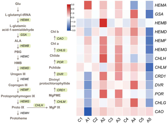 Study on the Mechanism of Exogenous 5-Aminolevulinic Acid