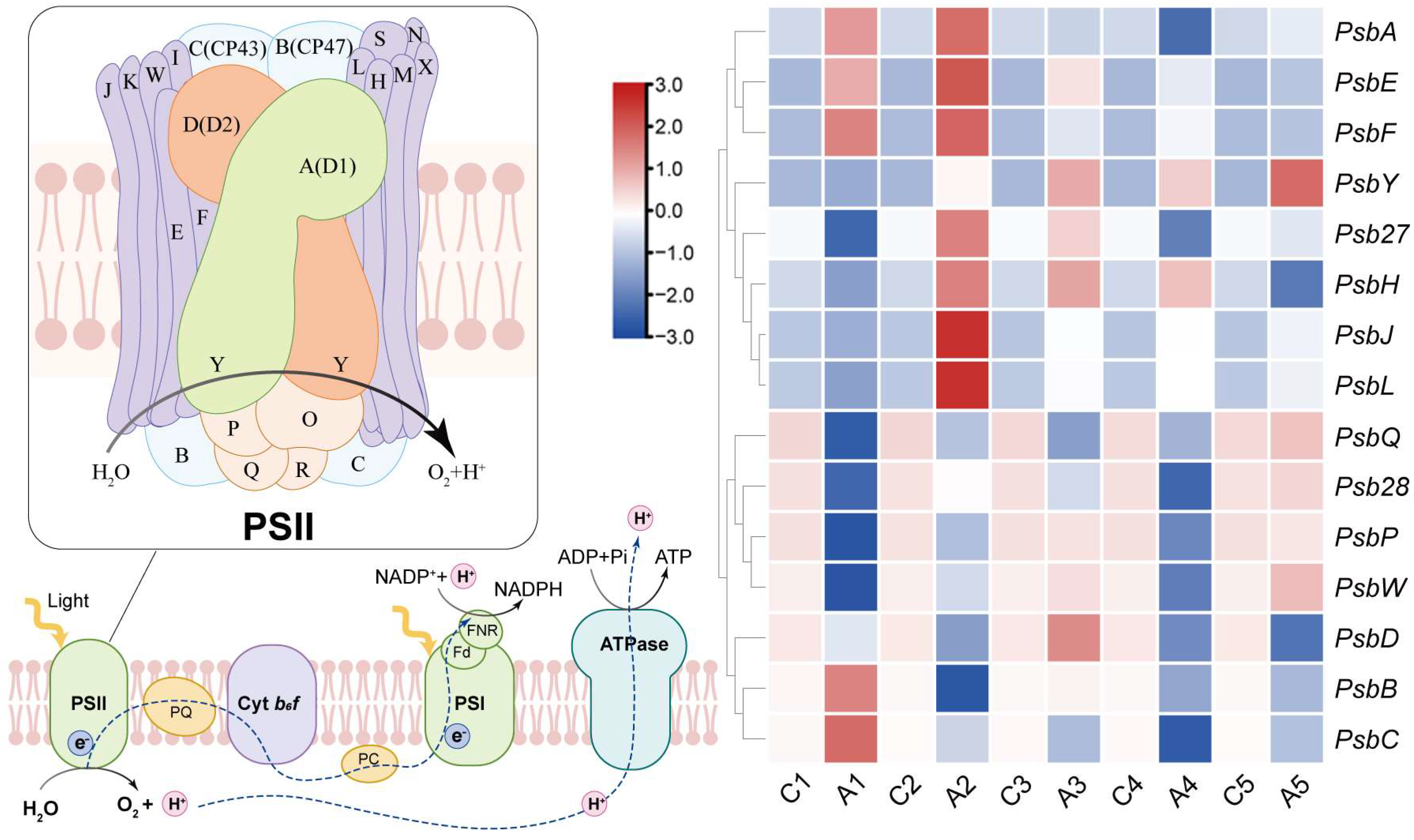 Study on the Mechanism of Exogenous 5-Aminolevulinic Acid
