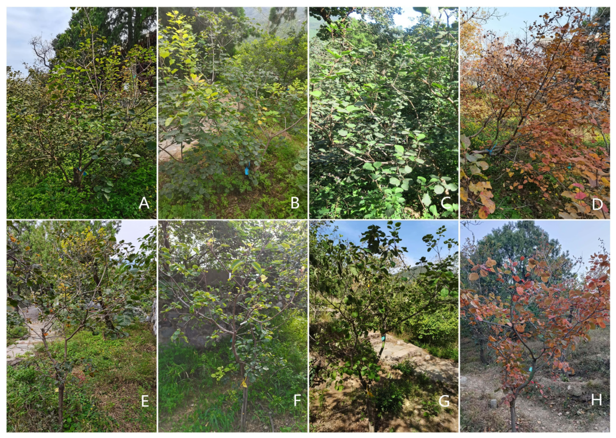 Forests 15 00776 g001