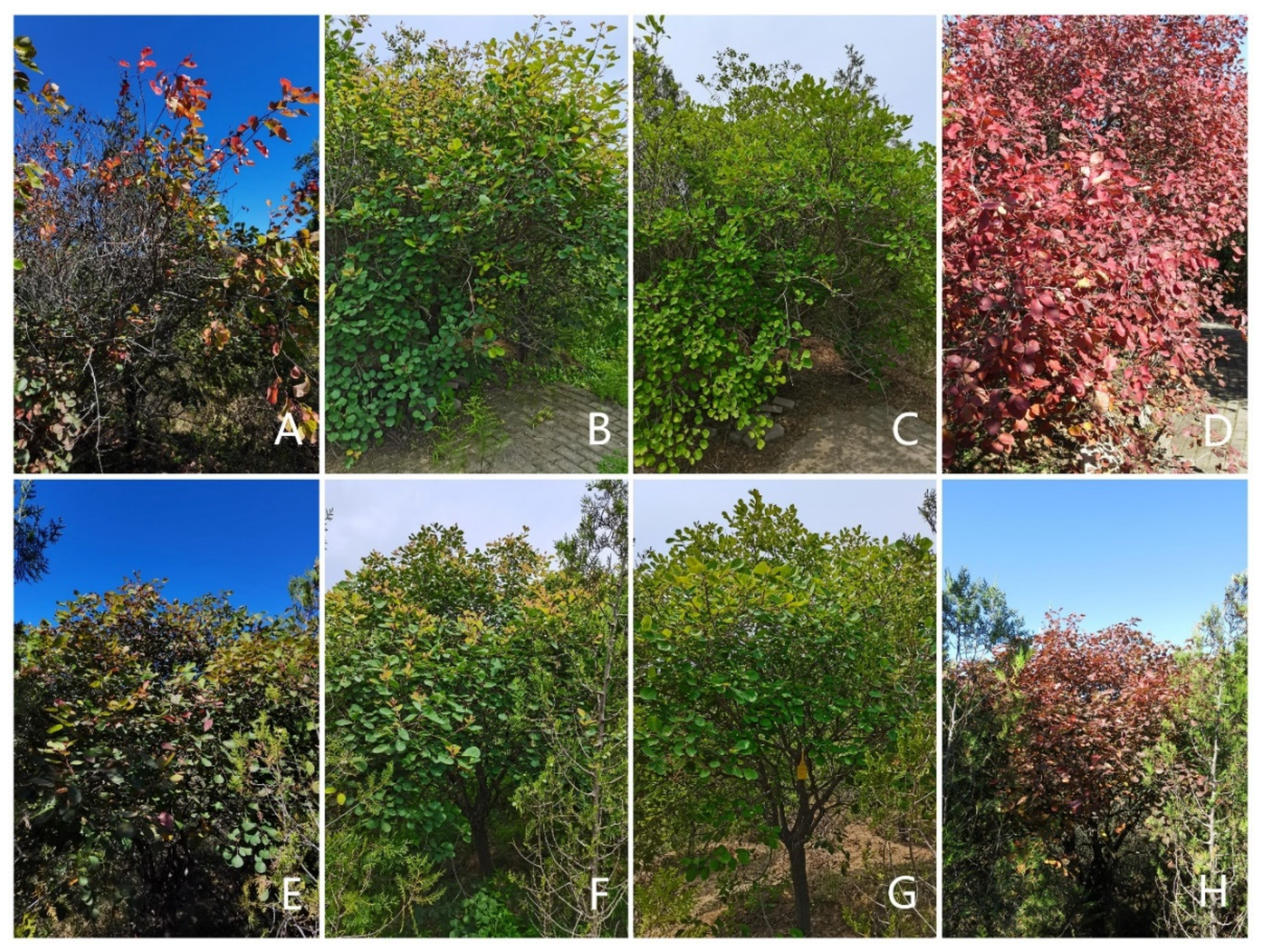 Forests 15 00776 g005