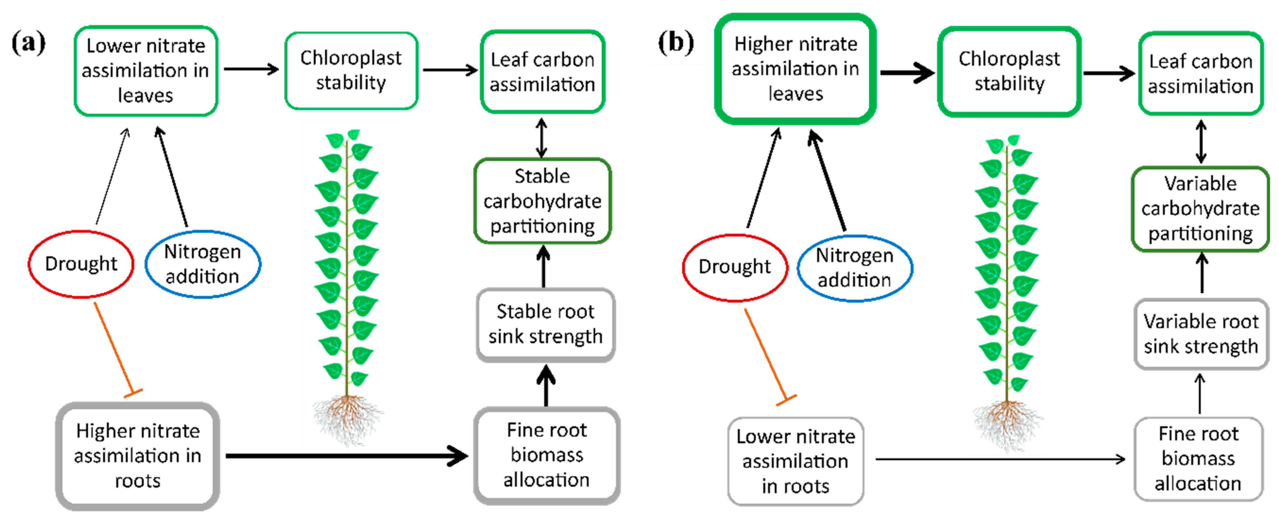 Forests 15 00779 g007