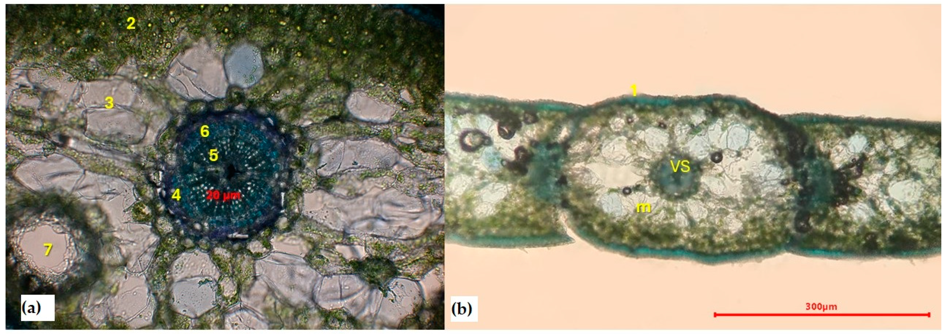 Forests 15 00790 g001