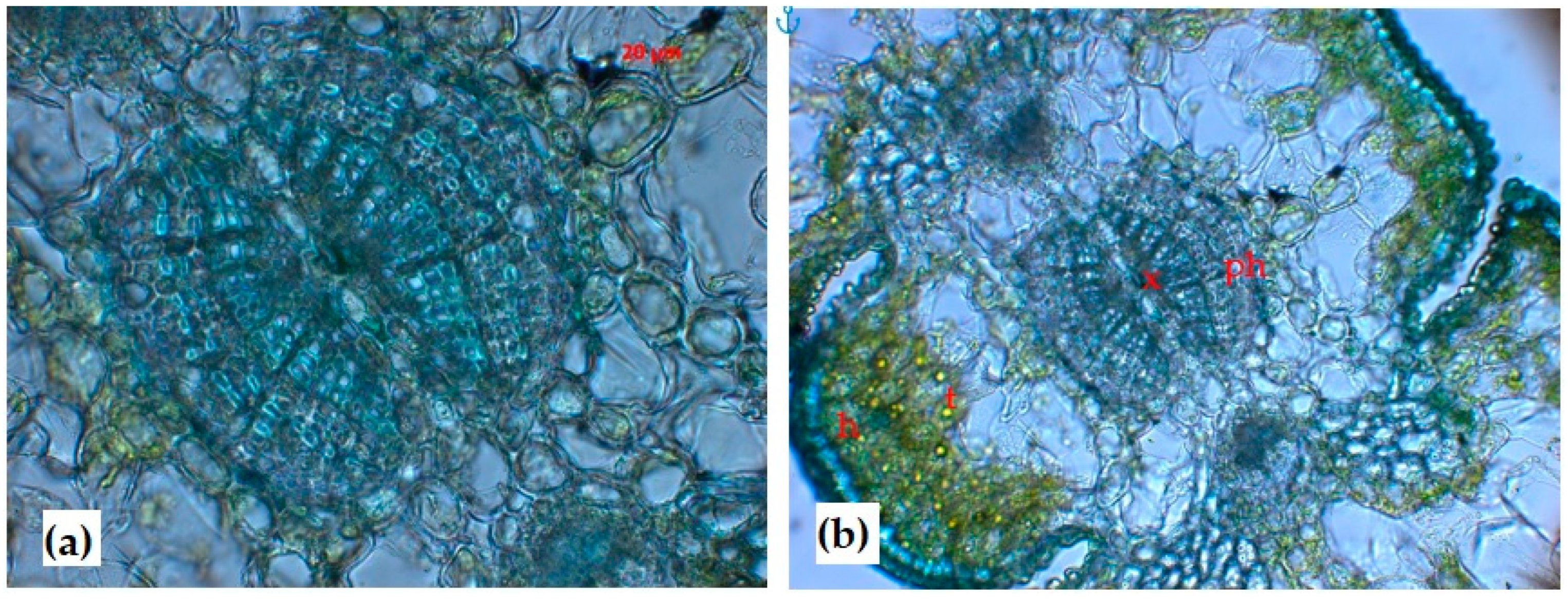 Forests 15 00790 g003
