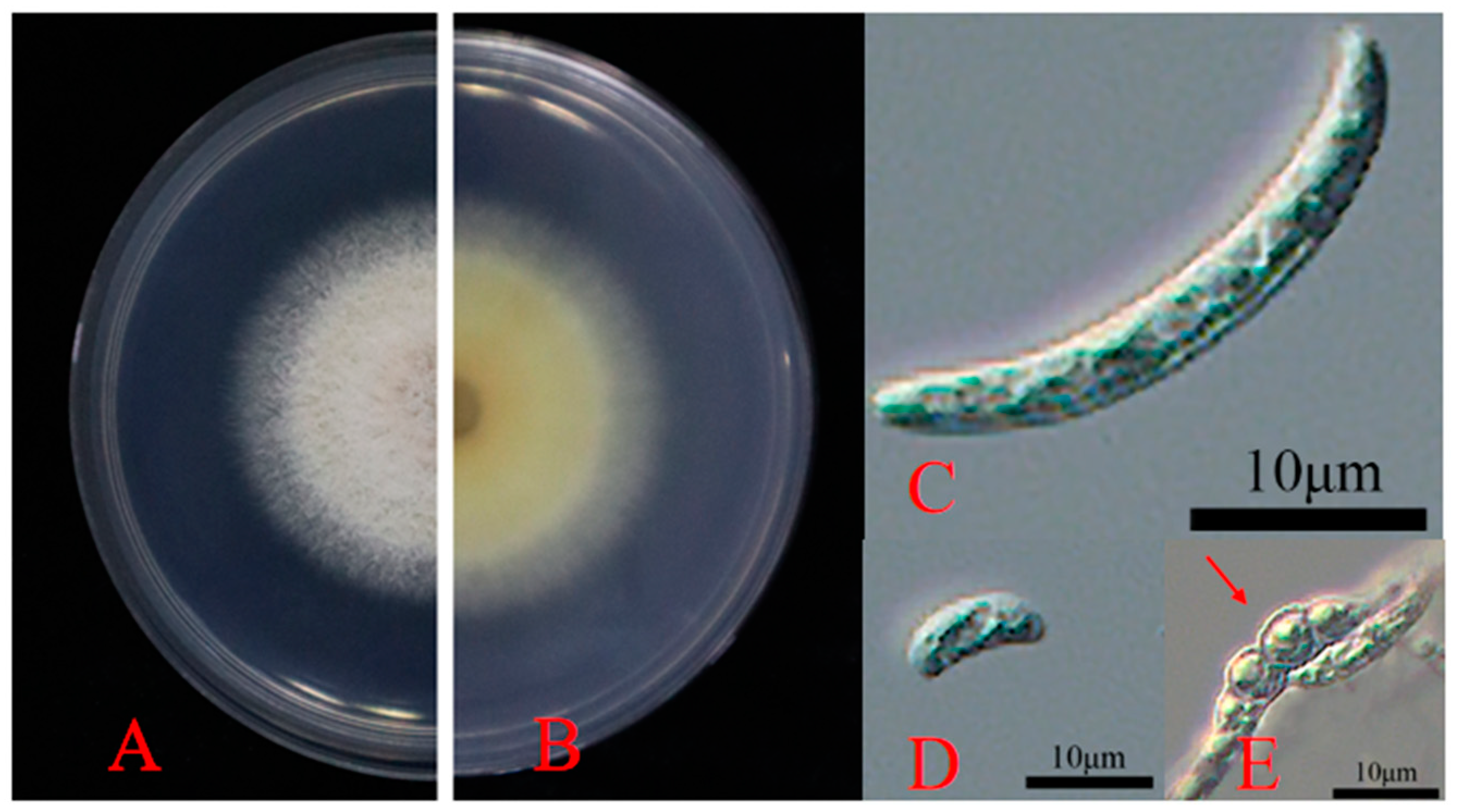 Forests 15 00805 g002