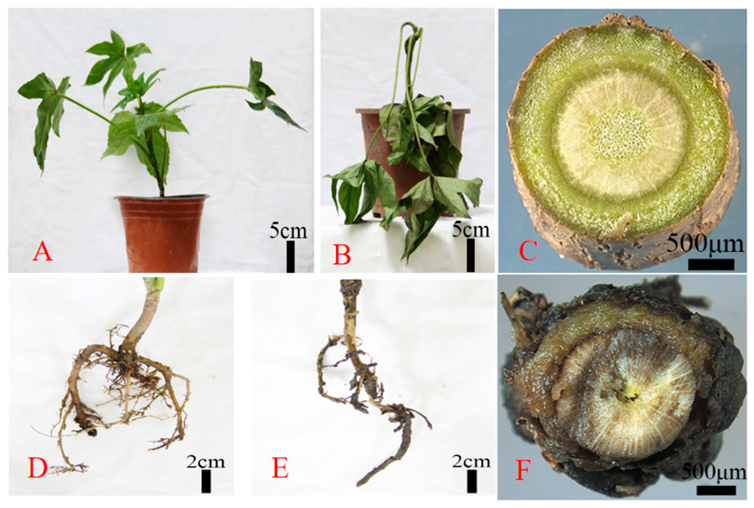 Forests 15 00805 g004