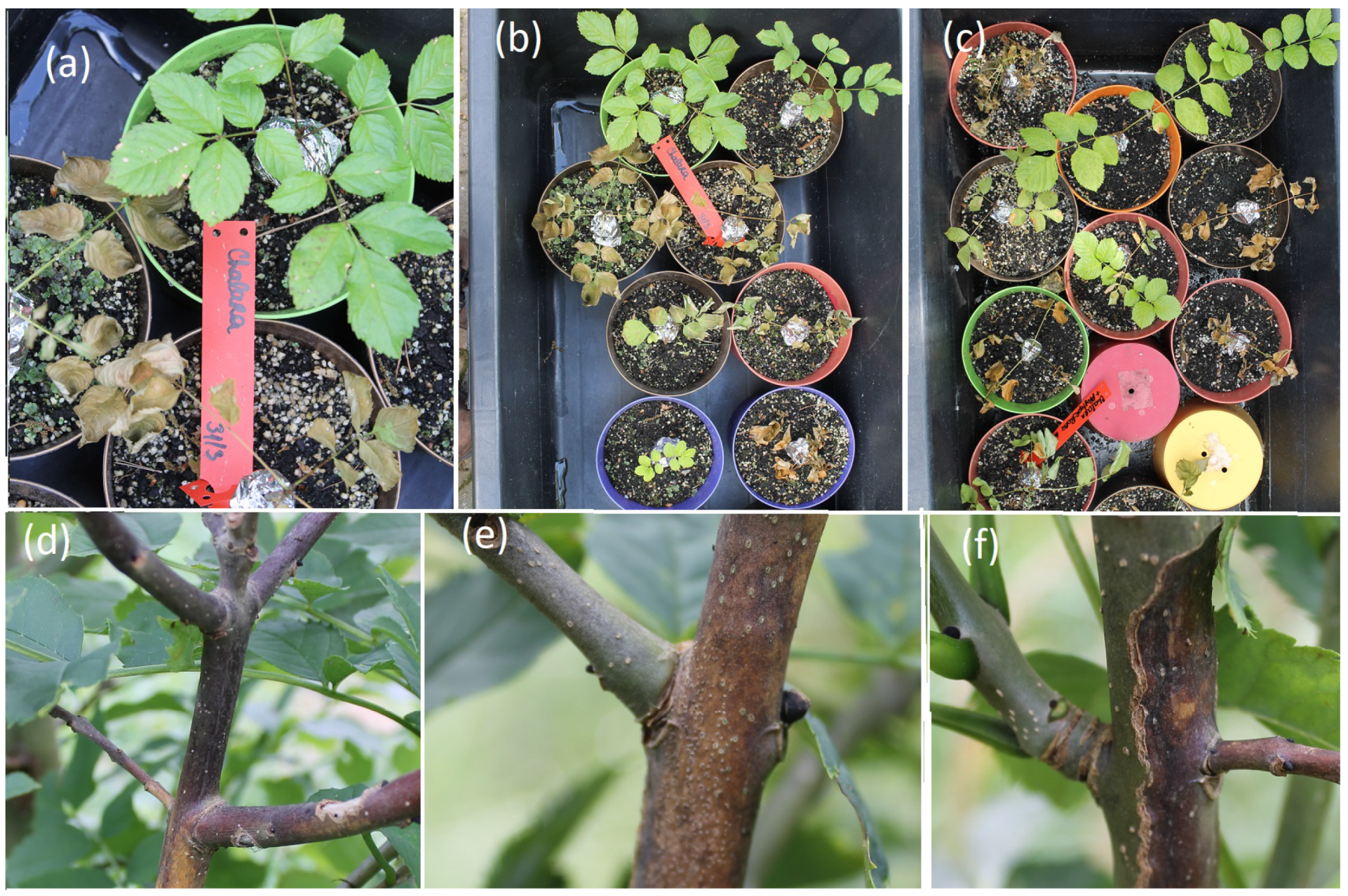 Forests 15 00829 g001