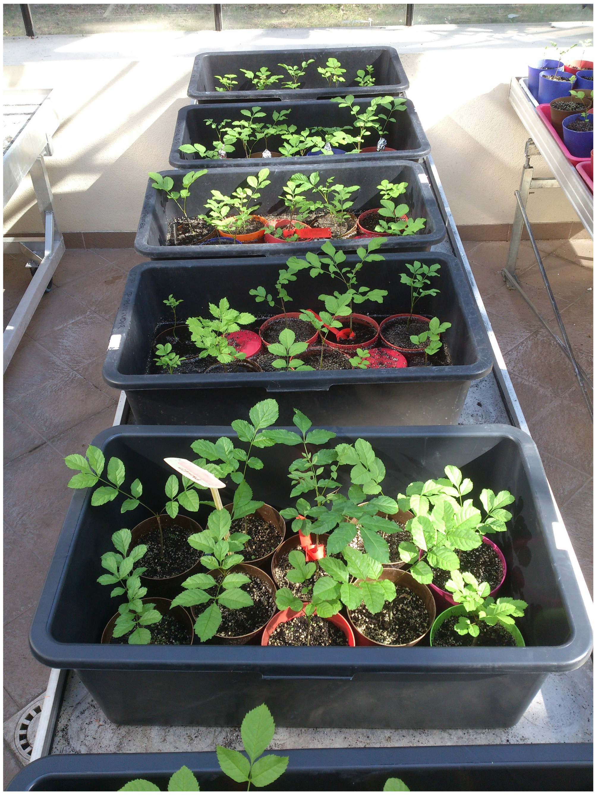 Forests 15 00829 g002