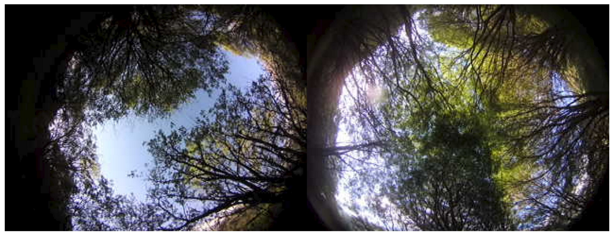 Forests 15 00868 g003