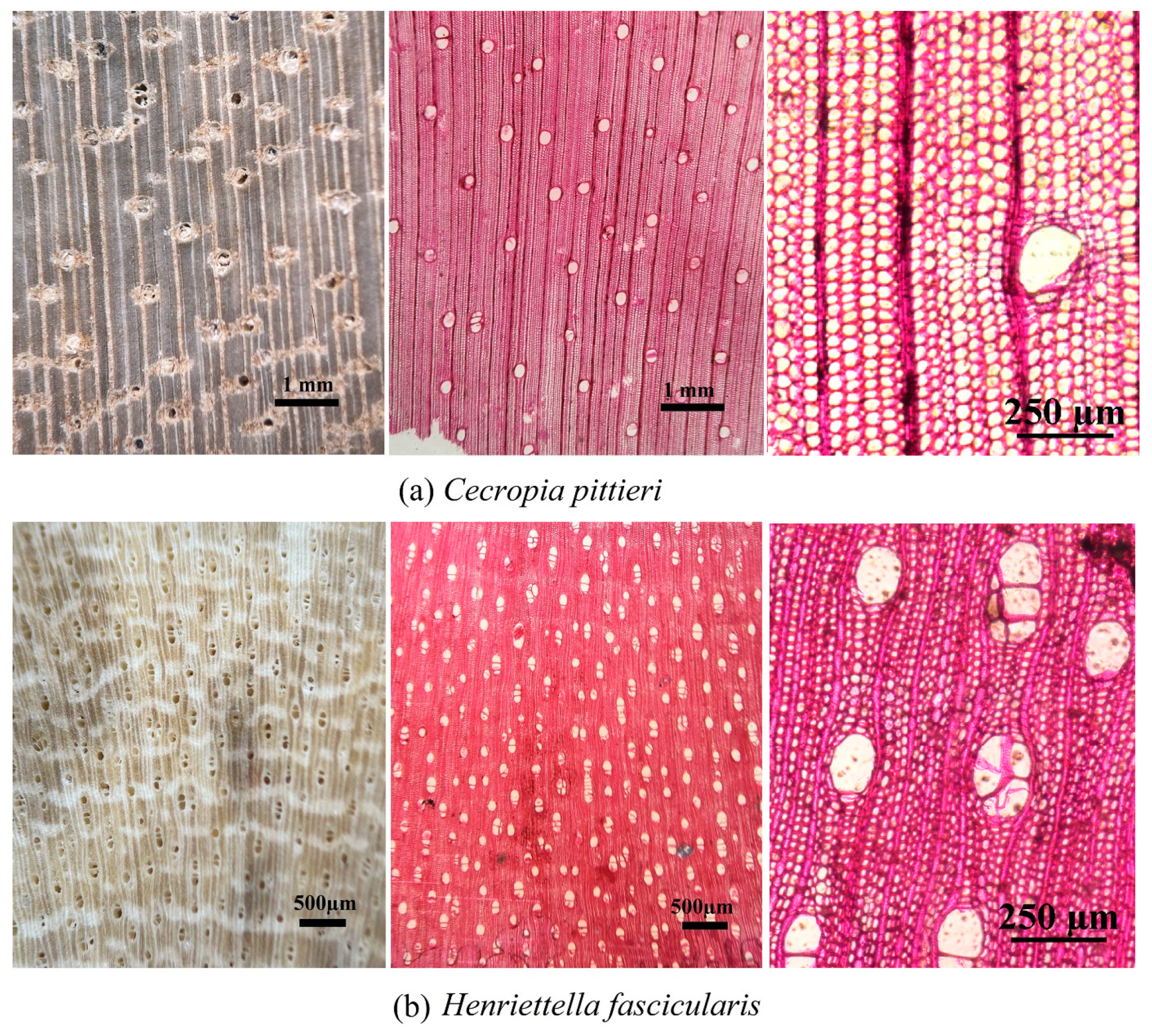 Forests 15 00885 g002