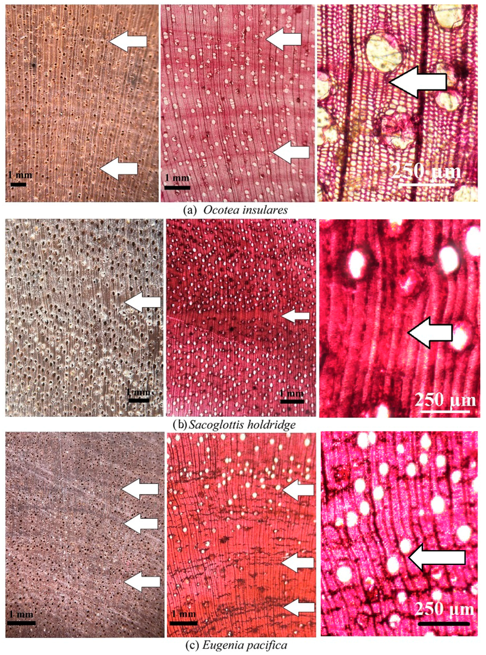 Forests 15 00885 g004